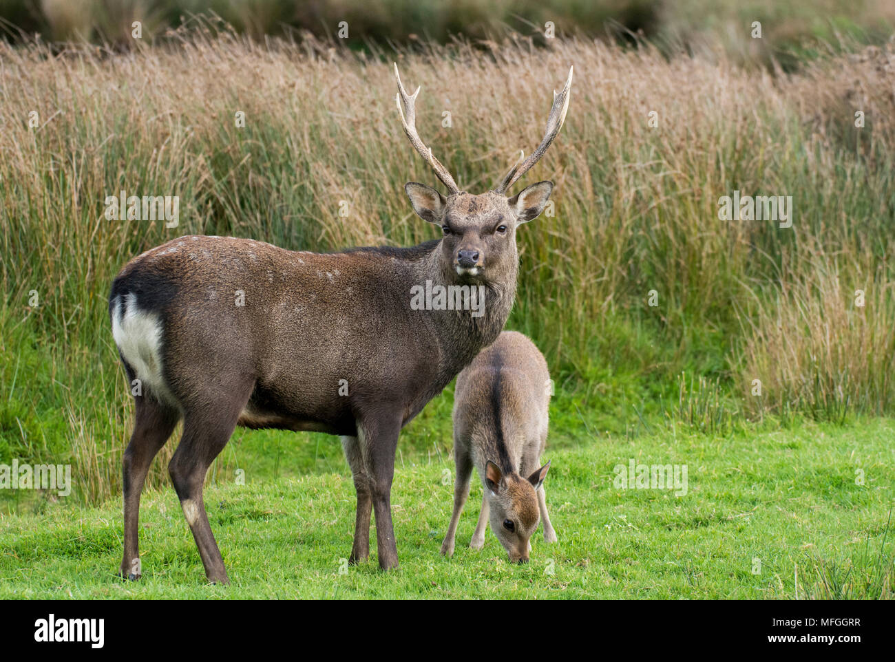 Feste di addio al celibato e il DOE cervi nel parco Foto Stock
