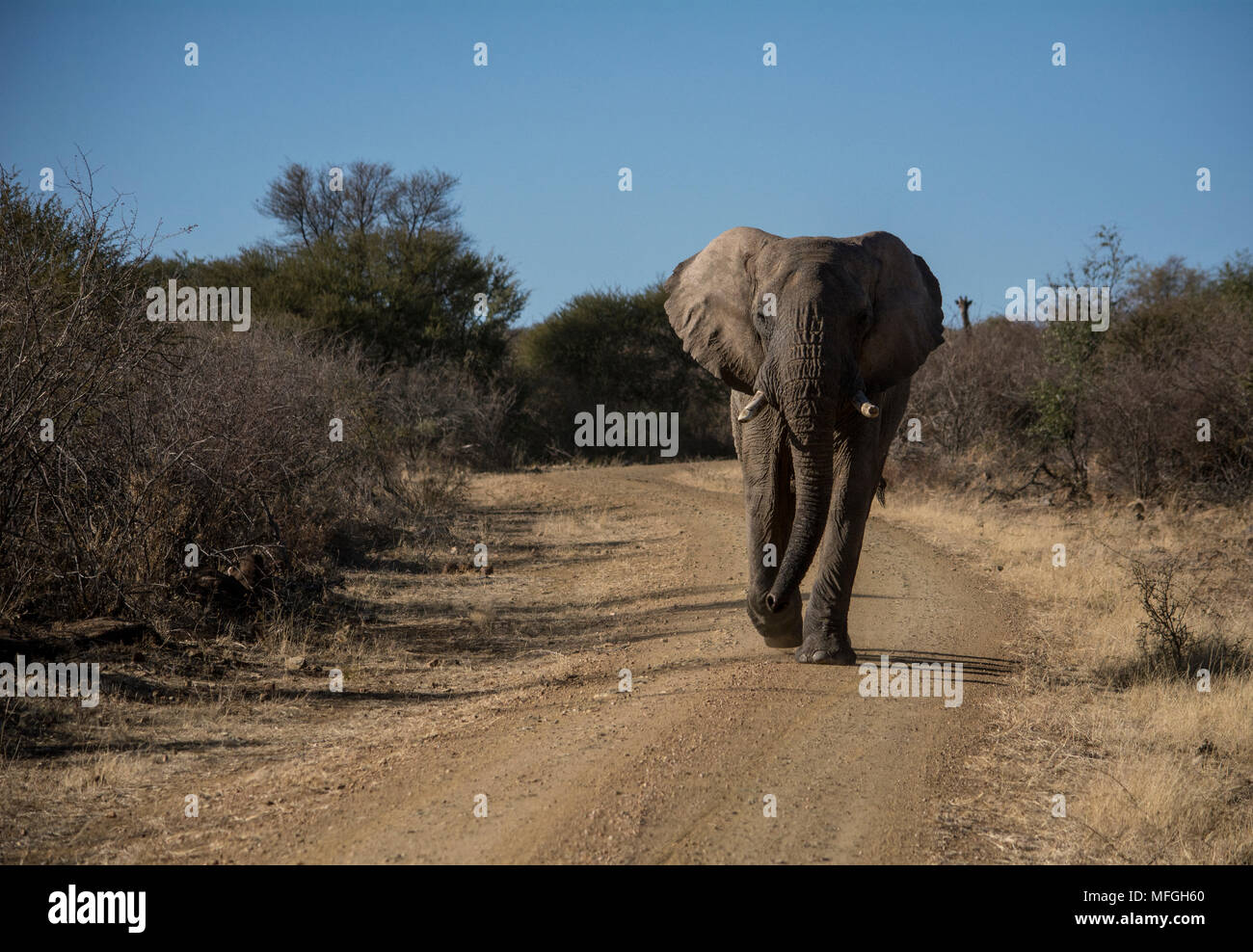 Bull elefante in Africa del Sud Foto Stock