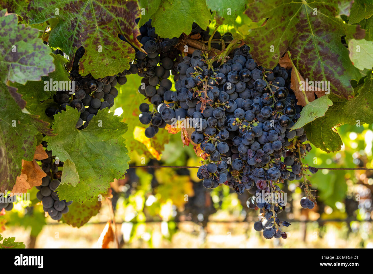 Caremenere uve nella cantina in Cile Foto Stock