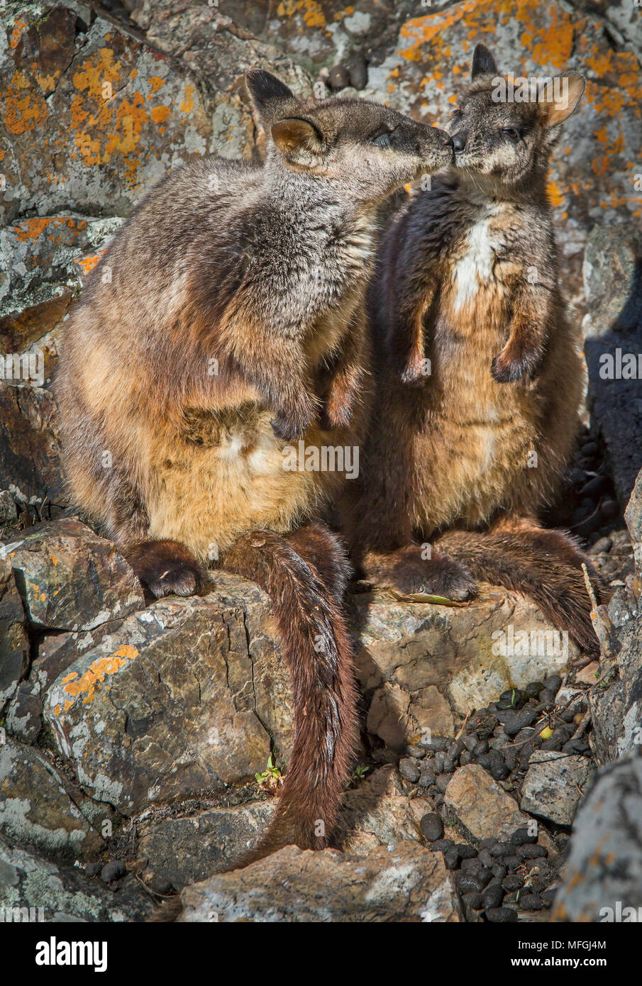 Brush-tailed Rock Wallaby (Petrogale penicillata), fam. Macropodidae, Marsupialia, femmina con i giovani a piedi, verde canalone, Oxley WIld River National P Foto Stock