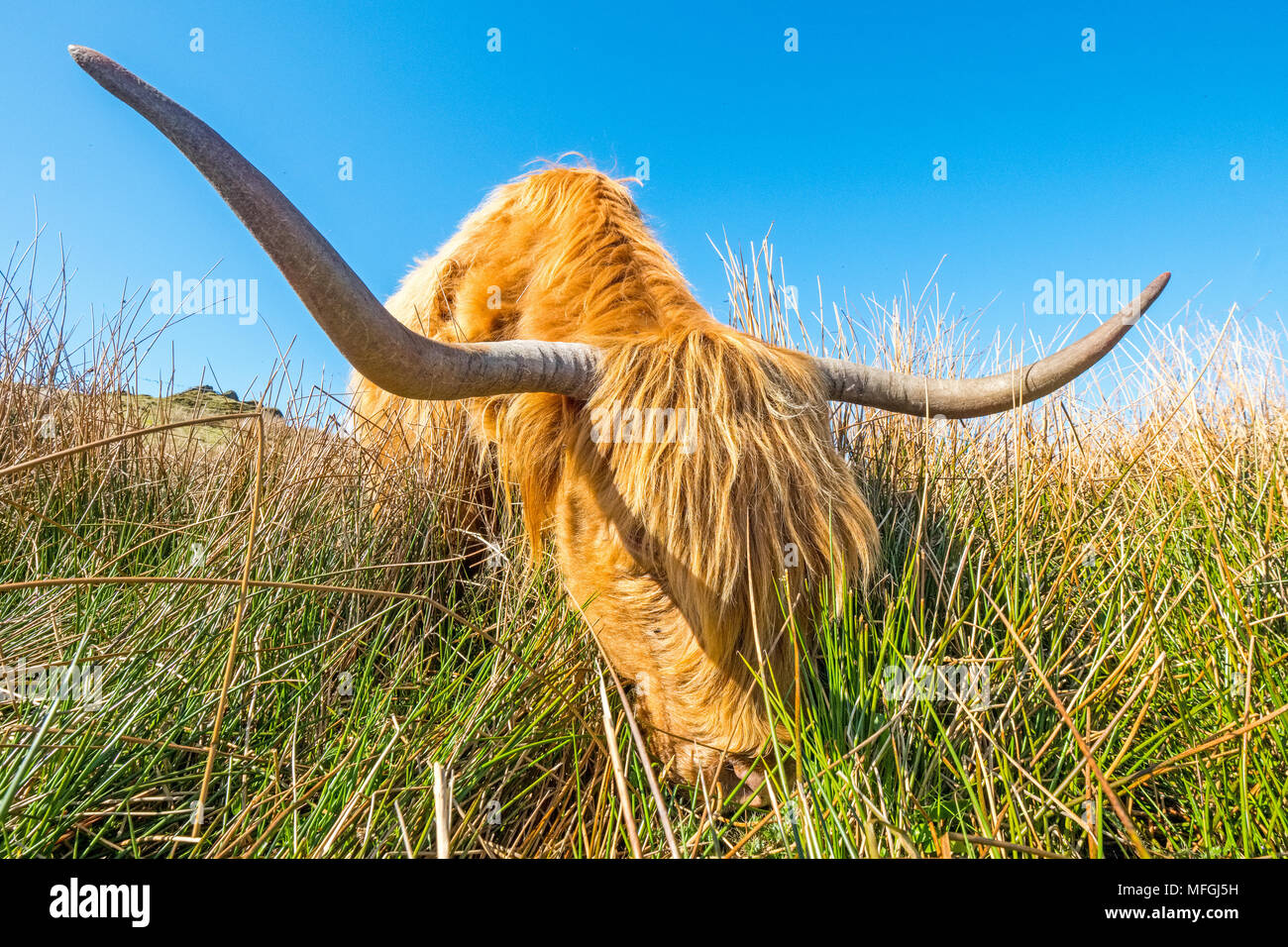 Highland mucca / il pascolo di bestiame sulla brughiera Foto Stock