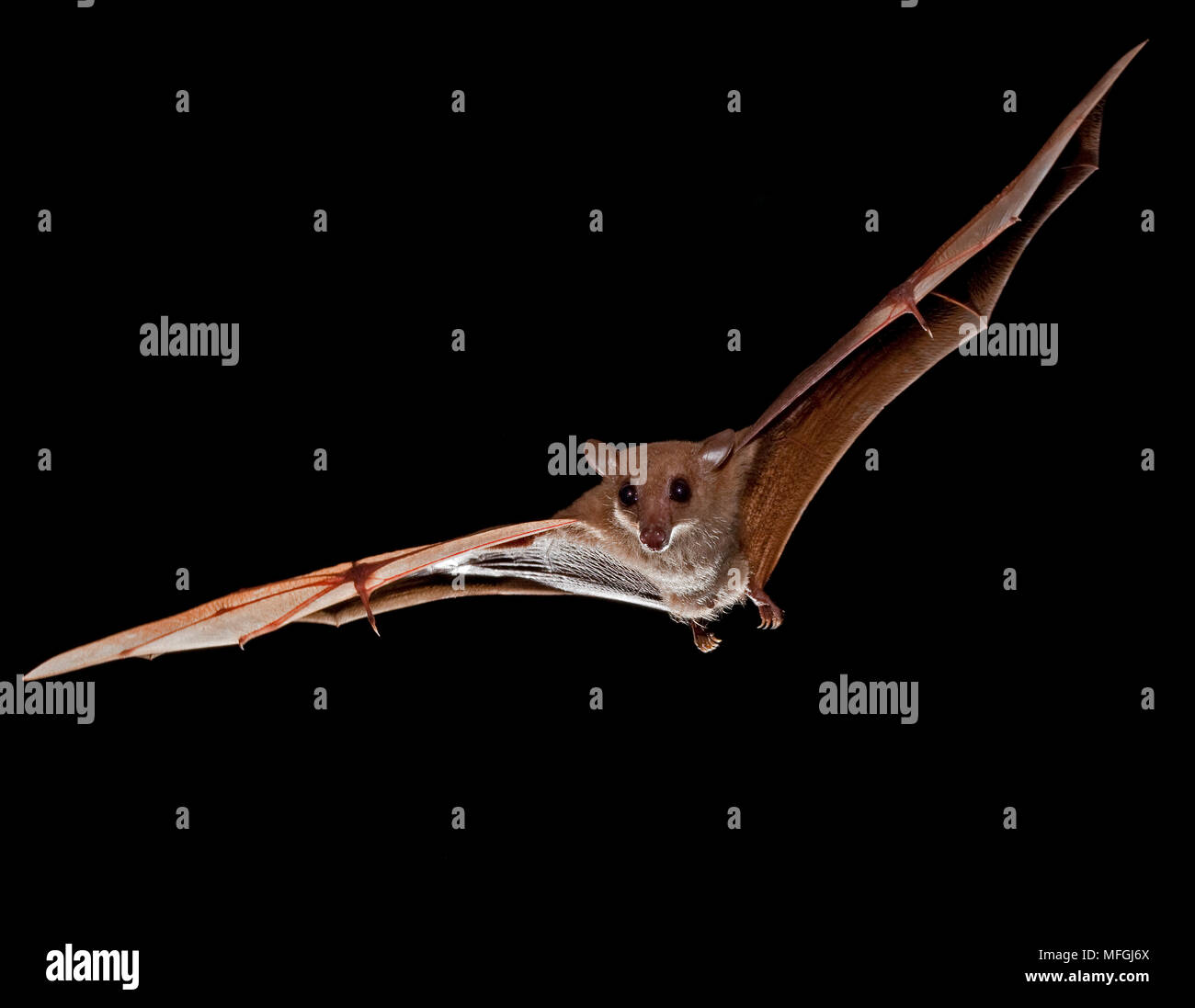 Fiore orientale Bat (Syconycteris australis), fam. Pteropodidae, Chirotteri, animale è stato catturato e rilasciato durante la fauna sondaggio, Mission Beach, Regina Foto Stock