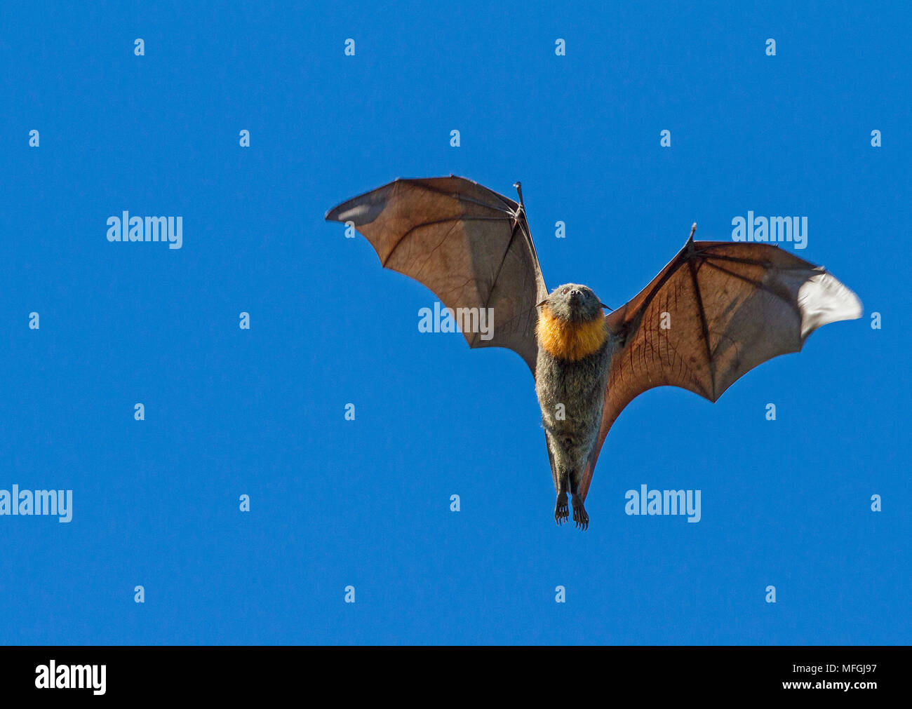 A testa grigia Flying Fox (Pteropus poliocephalus), fam. Pteropodidae, Chirotteri, Tamworth, Nuovo Galles del Sud, Australia Foto Stock