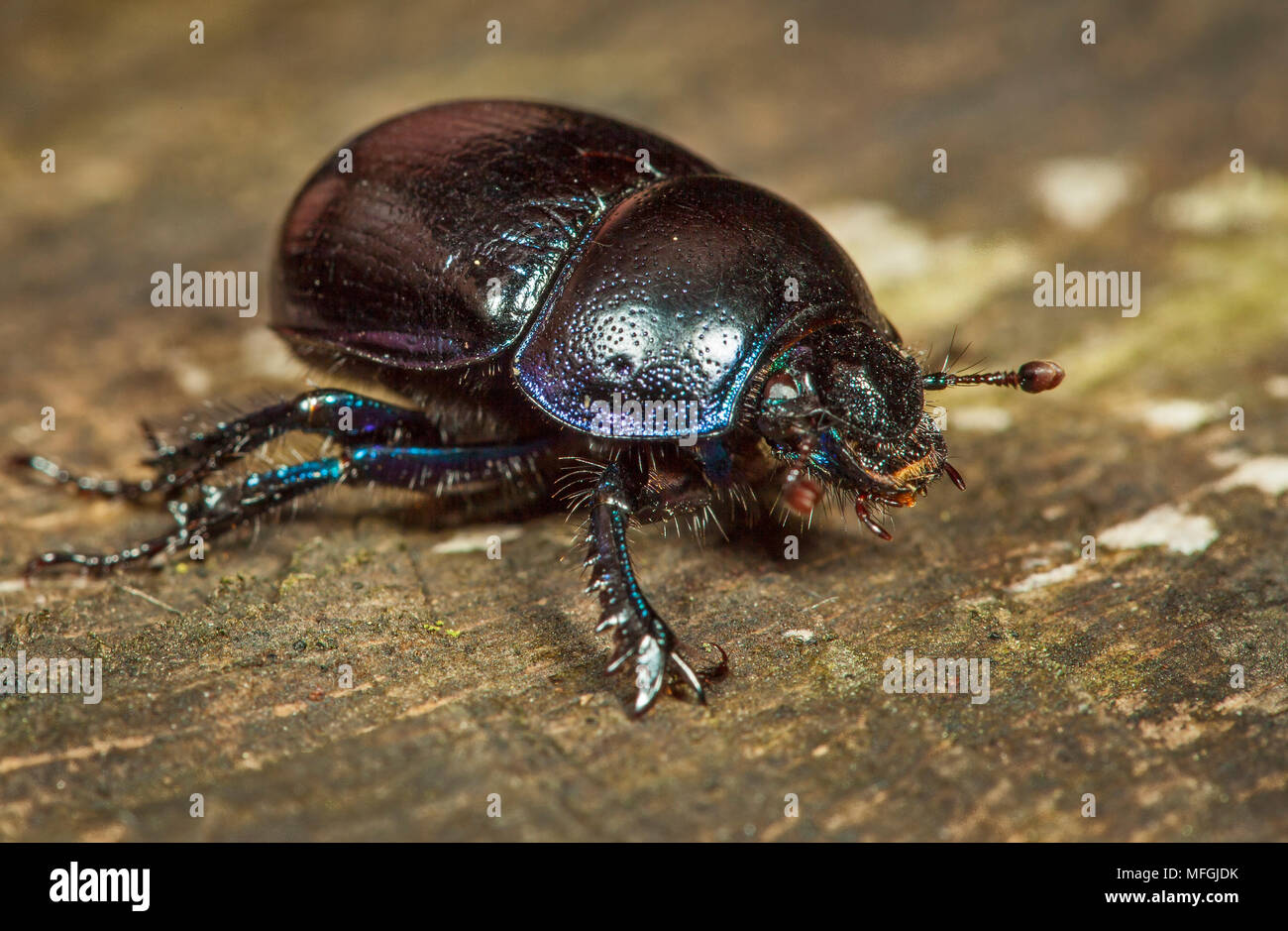 Dung Beetle (Geotrupes stercorarius), fam. Geotrupidae, Karben, Hessen, Germania Foto Stock