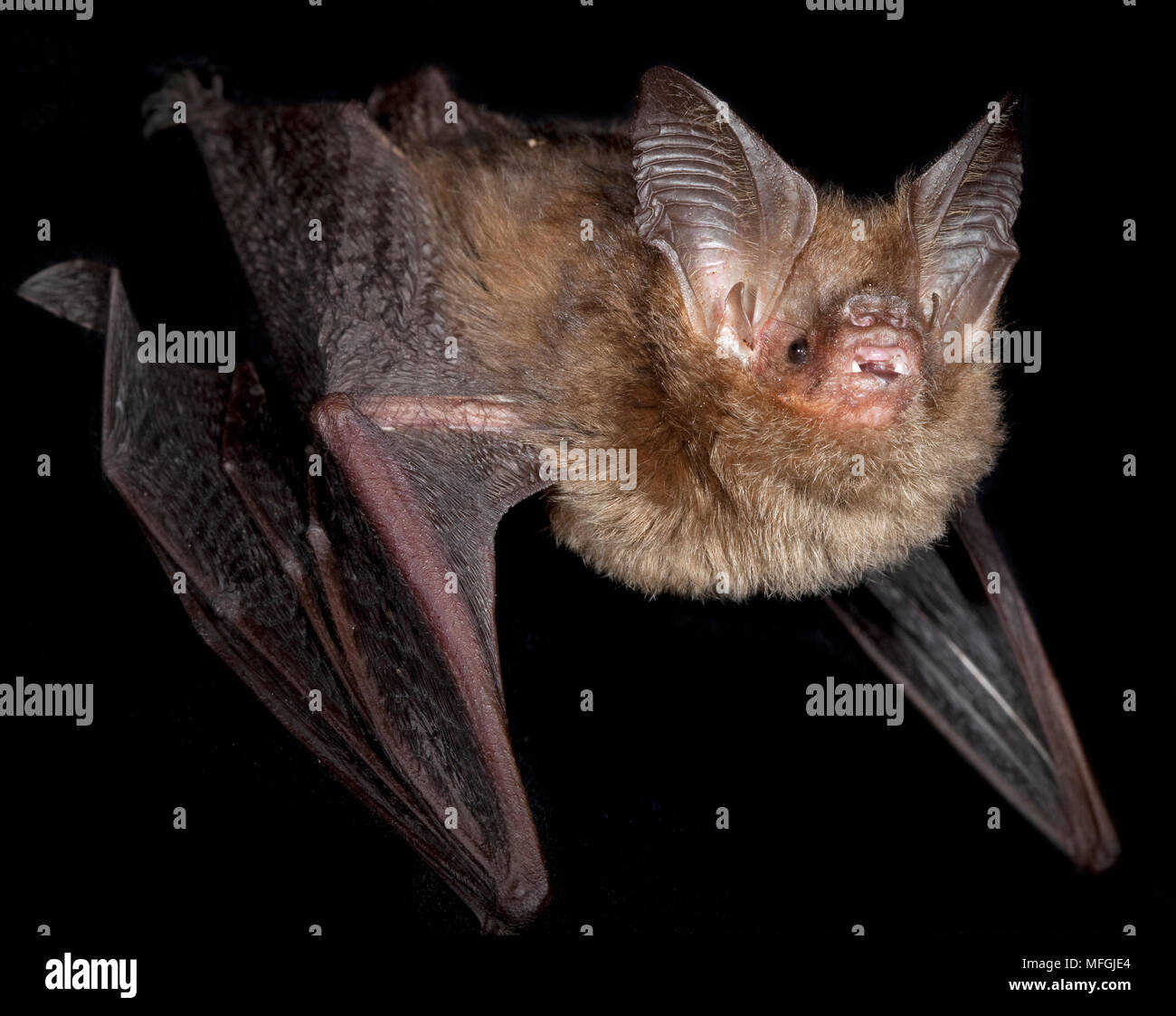 Volpe Dalle Orecchie Di Pipistrello Che Vaga Liberamente In Una Riserva Di Caccia Di Gm1189613928 336910348 - Foto 8