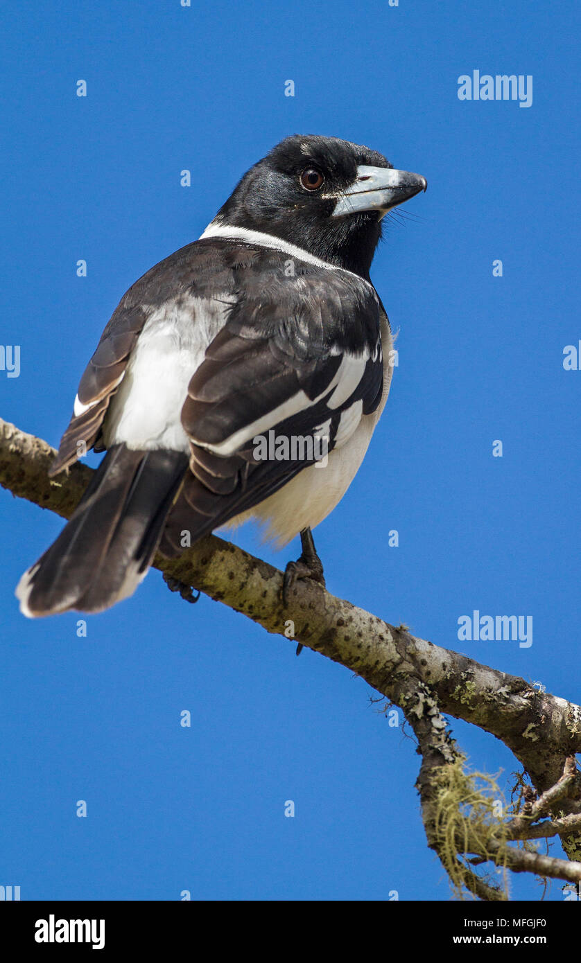 Pied Butcherbid (Cracticus nigrogularis), fam. Artamidae, Oxley Wild River National Park, New South Wales, Australia Foto Stock