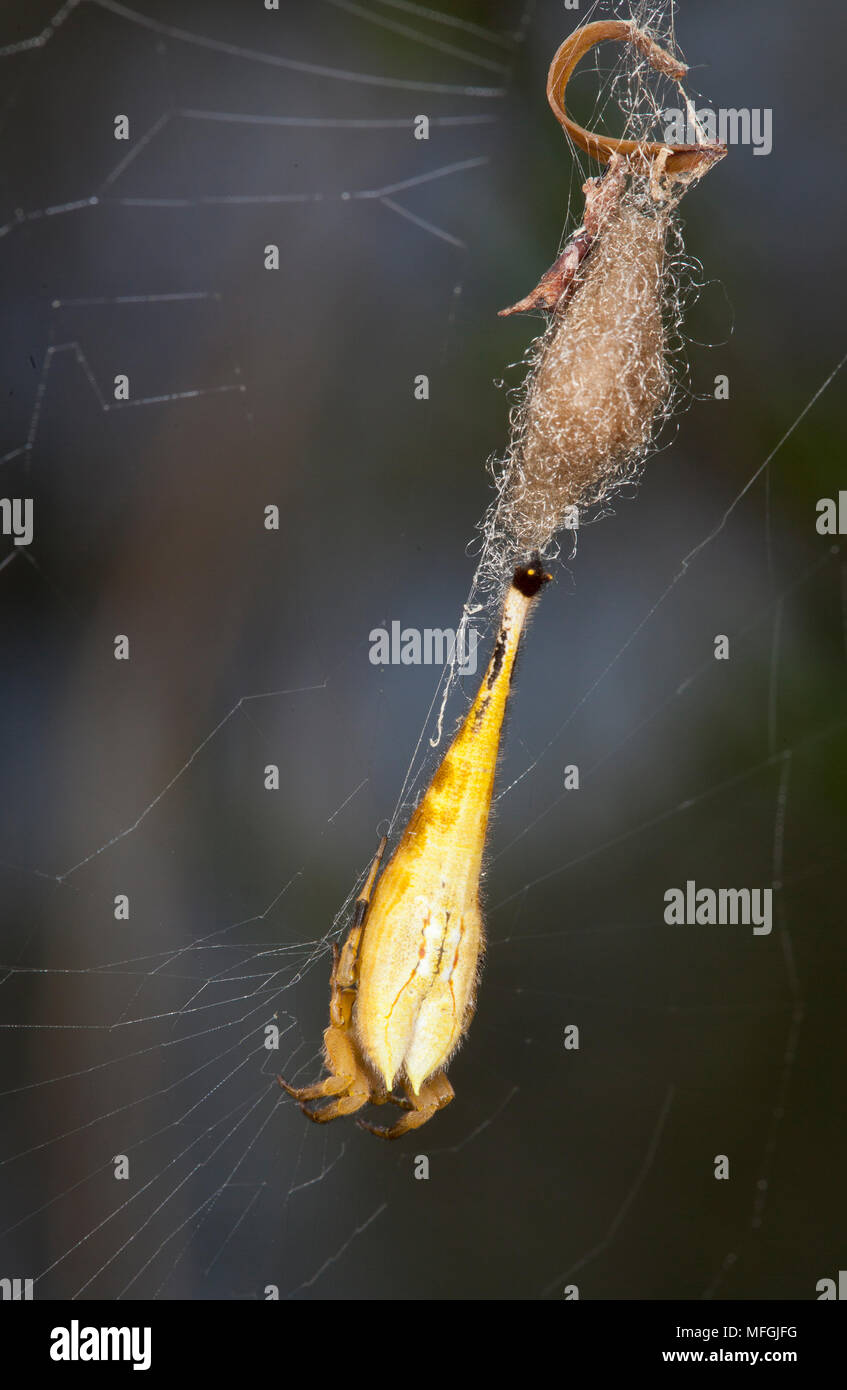 Sorpion-tailed spider (Arachnura higginsi), Femmina nel web con il sacco di uovo, Oxley Wild River National Park, New South Wales, Australia Foto Stock