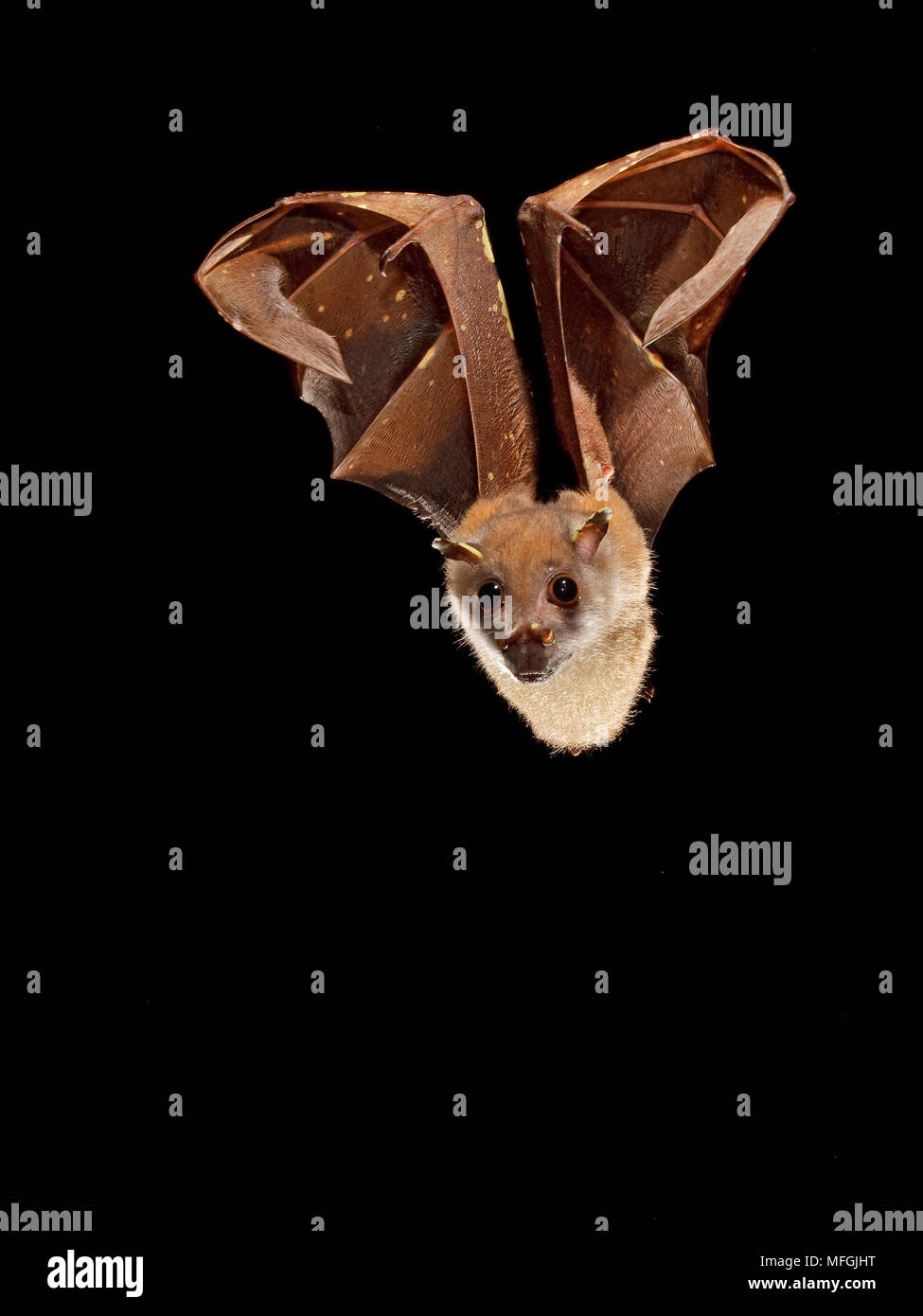 Tubo orientale dal naso-Bat (Nyctimene robinsoni), Fam Pteropodidae, Chirotteri, animale è stato catturato e rilasciato durante la fauna sondaggio, Mission Beach, regine Foto Stock