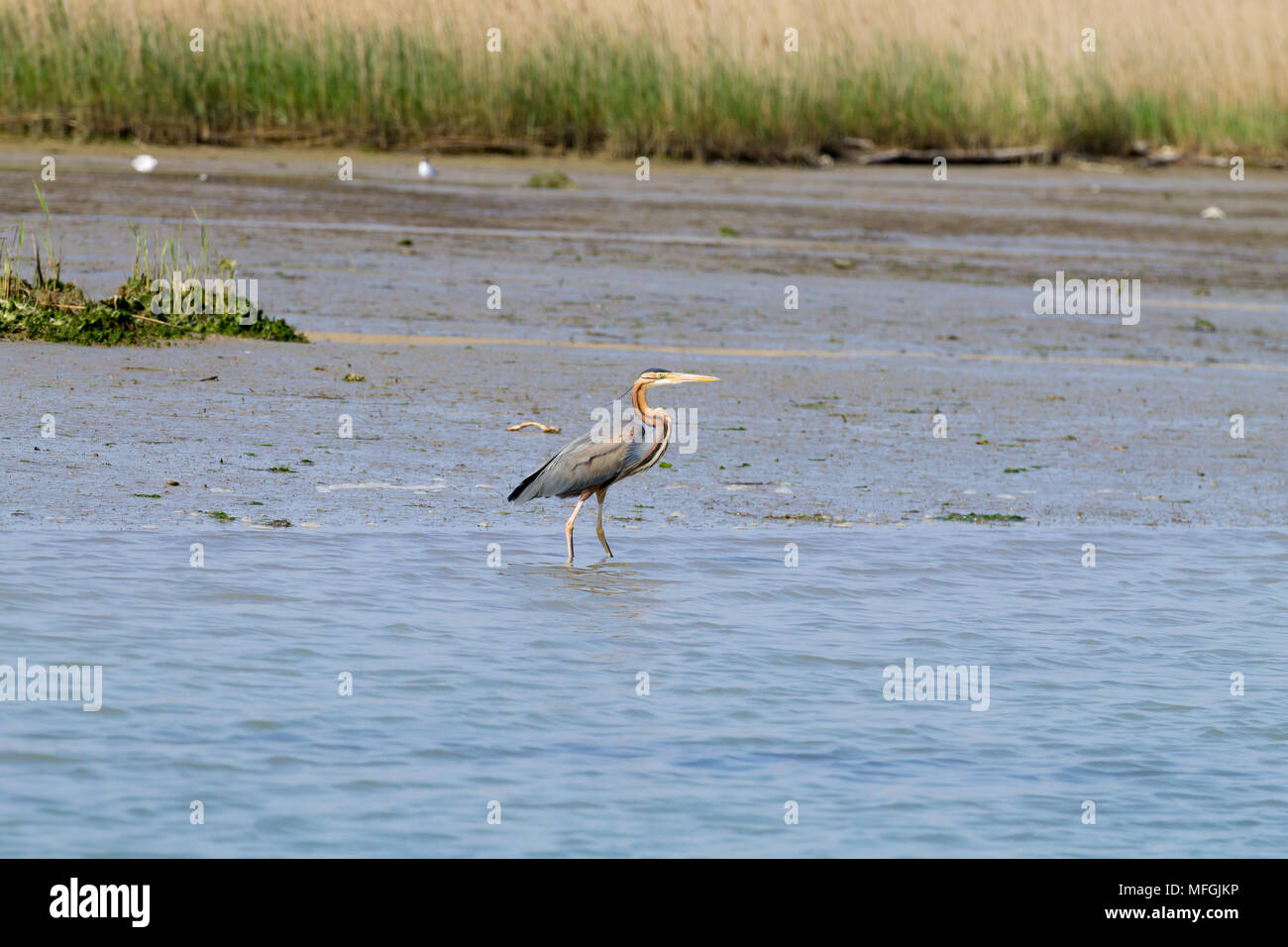 Airone rosso vicino fino dal fiume Po laguna, Italia. Per gli uccelli migratori. Natura italiana Foto Stock