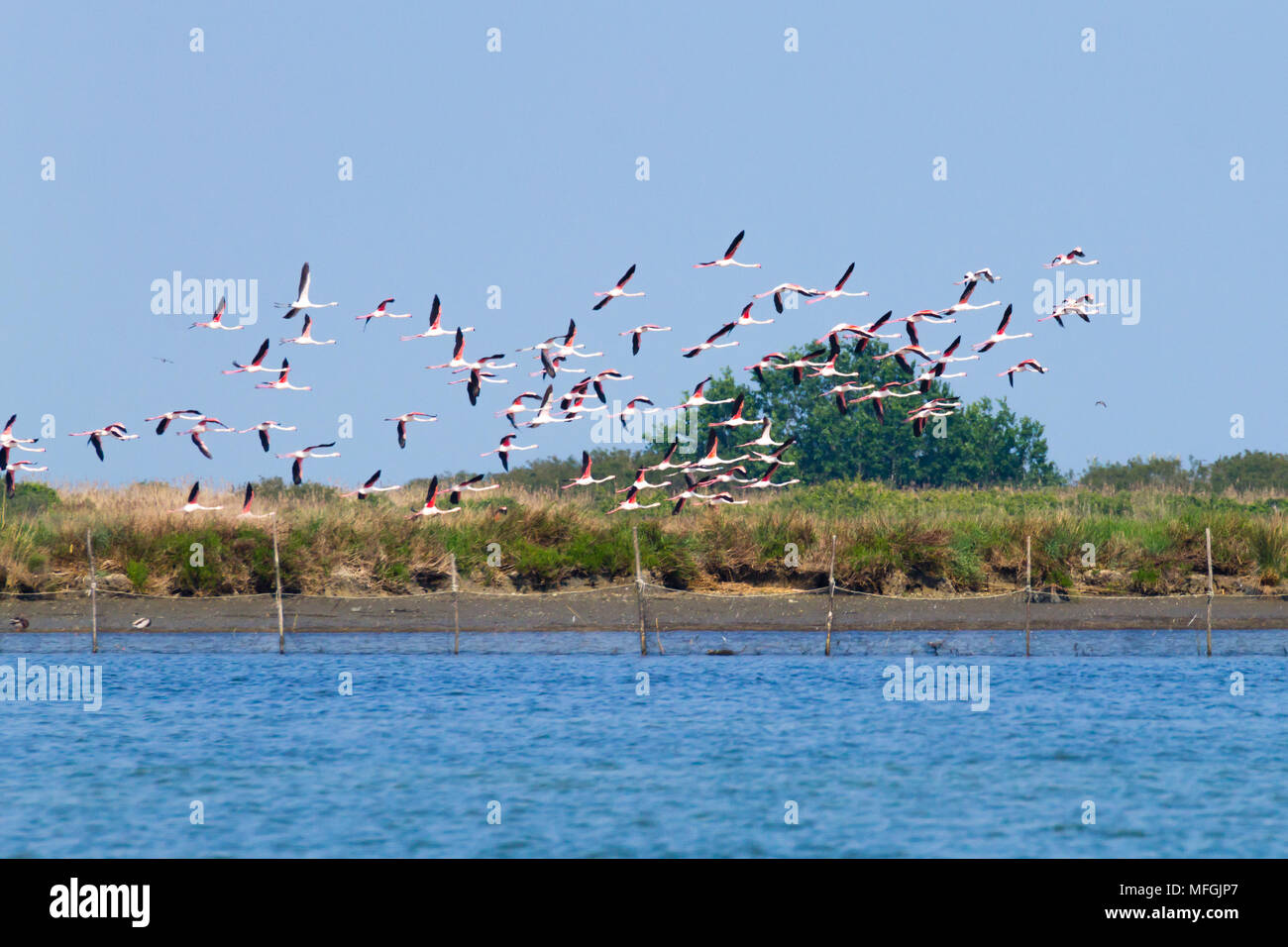 Stormo di fenicotteri rosa da "Delta del Po' laguna, Italia. Panorama della natura Foto Stock