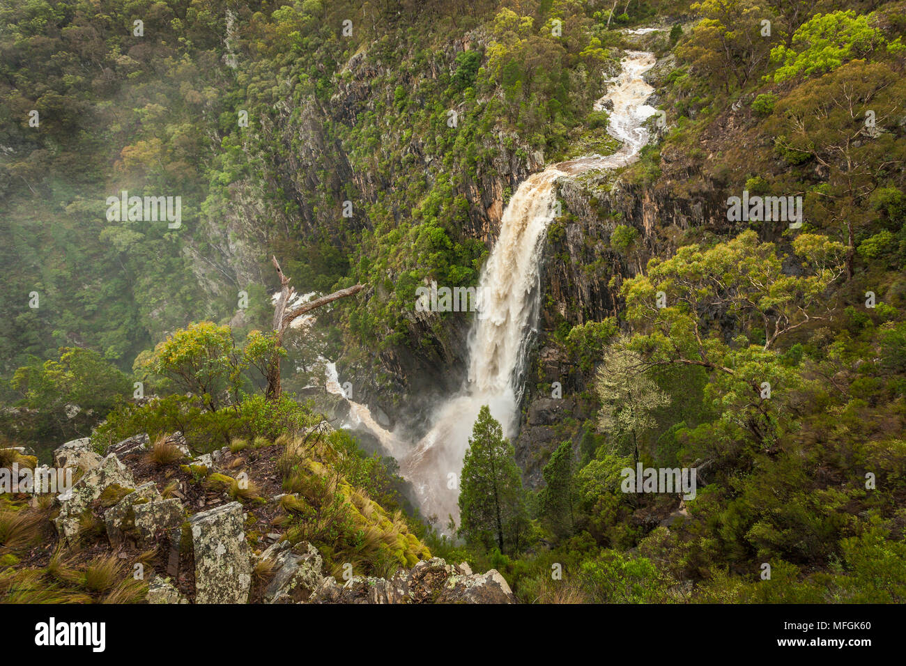 Peter's Creek Falls, Oxley Wild River National Park, New South Wales, Australia Foto Stock