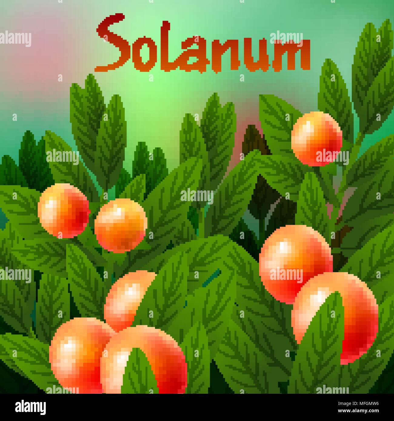 Vegetali e le erbe, una illustrazione di freschi maturi Solanum Stramonifolium Jacq. Illustrazione Vettoriale Illustrazione Vettoriale