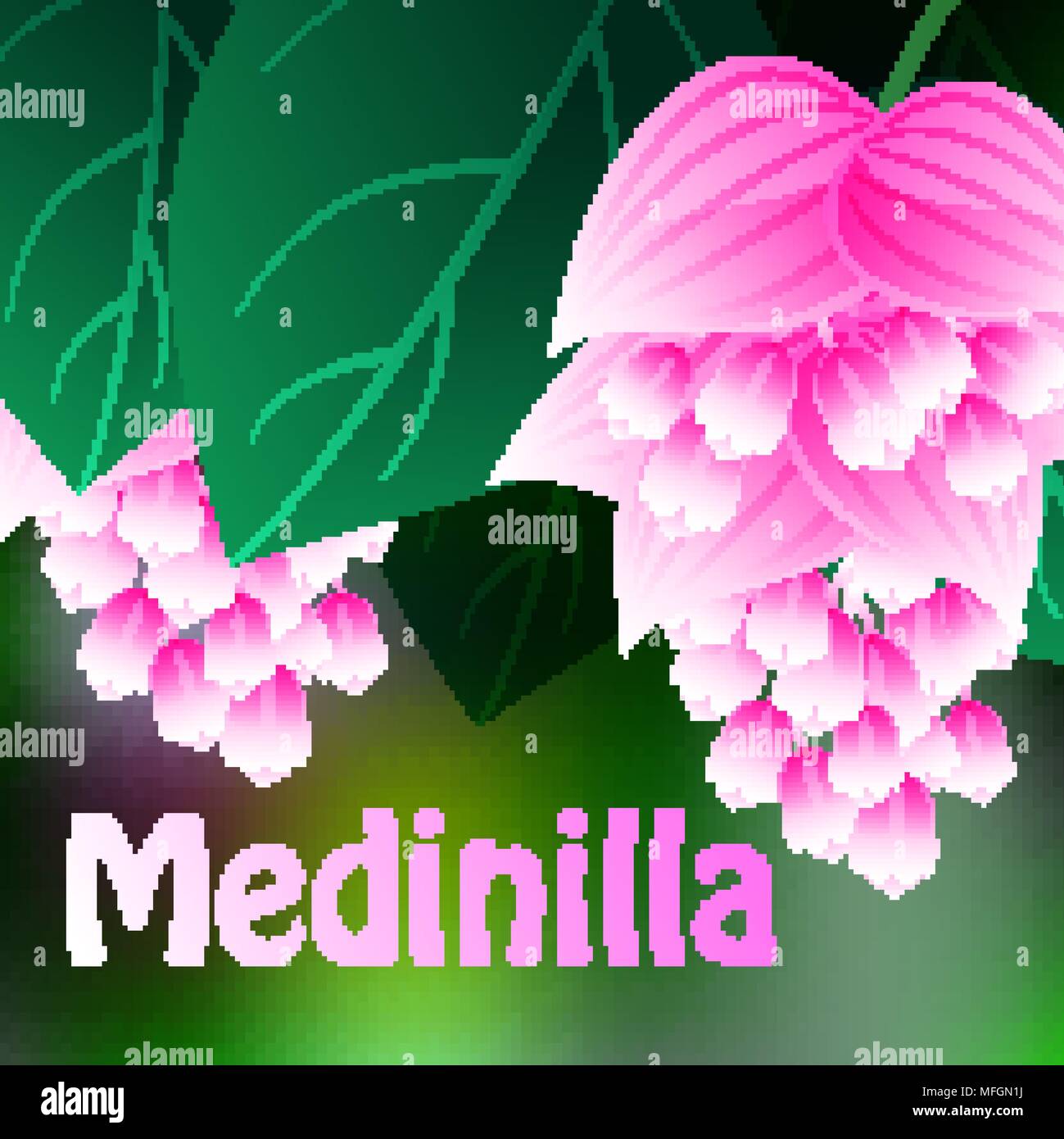 Bellissimi fiori di primavera Medinilla. Le schede o la tua progettazione con spazio per il testo. Illustrazione Vettoriale Illustrazione Vettoriale