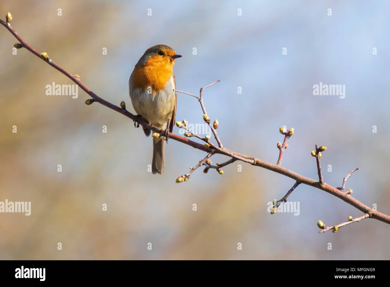 Unione robin (Erithacus rubecula) il canto degli uccelli nei raggi del sole la luce solare durante la stagione di accoppiamento in primavera. Foto Stock