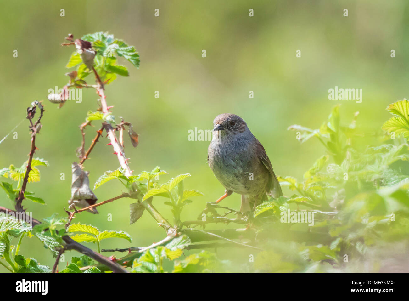 Close-up di un Dunnock, Prunella modularis, uccello in una visualizzazione ad albero e cantare un early morning canzone durante la primavera per attirare una femmina. Foto Stock