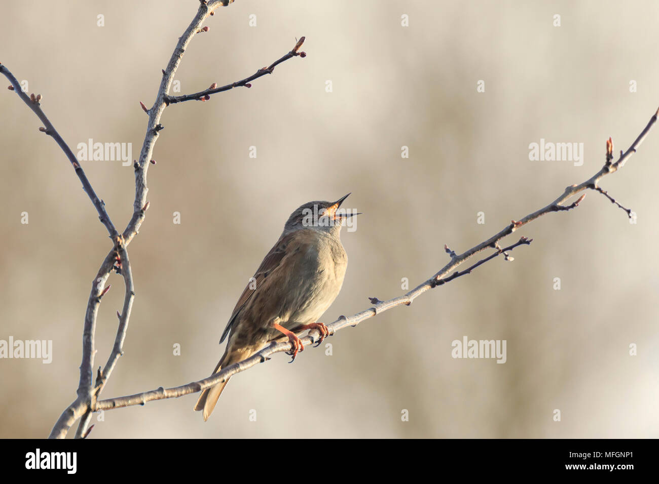 Close-up di un Dunnock, Prunella modularis, uccello in una visualizzazione ad albero e cantare un early morning canzone durante la primavera per attirare una femmina. Foto Stock