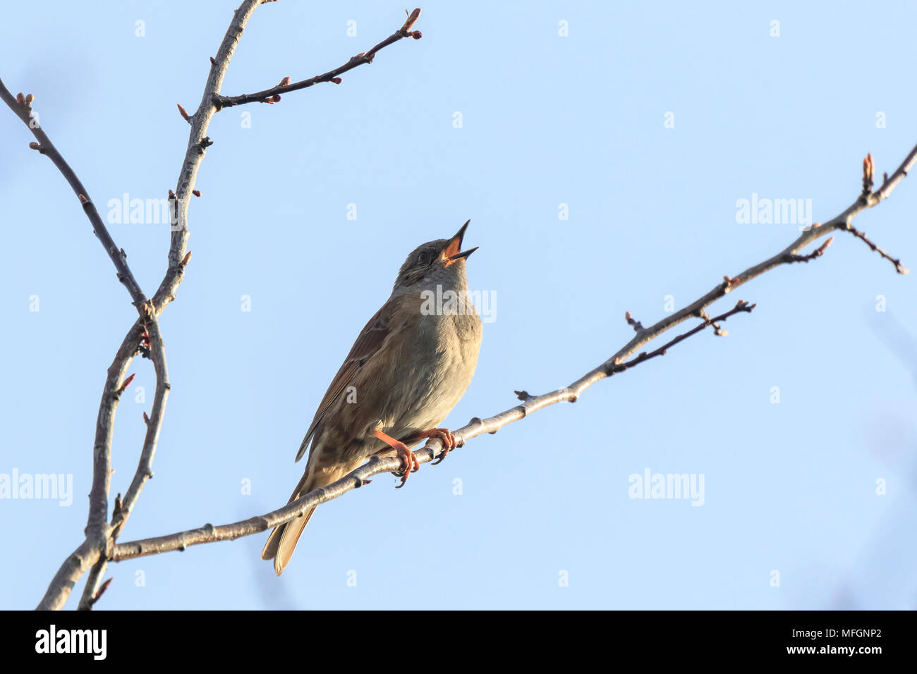 Close-up di un Dunnock, Prunella modularis, uccello in una visualizzazione ad albero e cantare un early morning canzone durante la primavera per attirare una femmina. Foto Stock