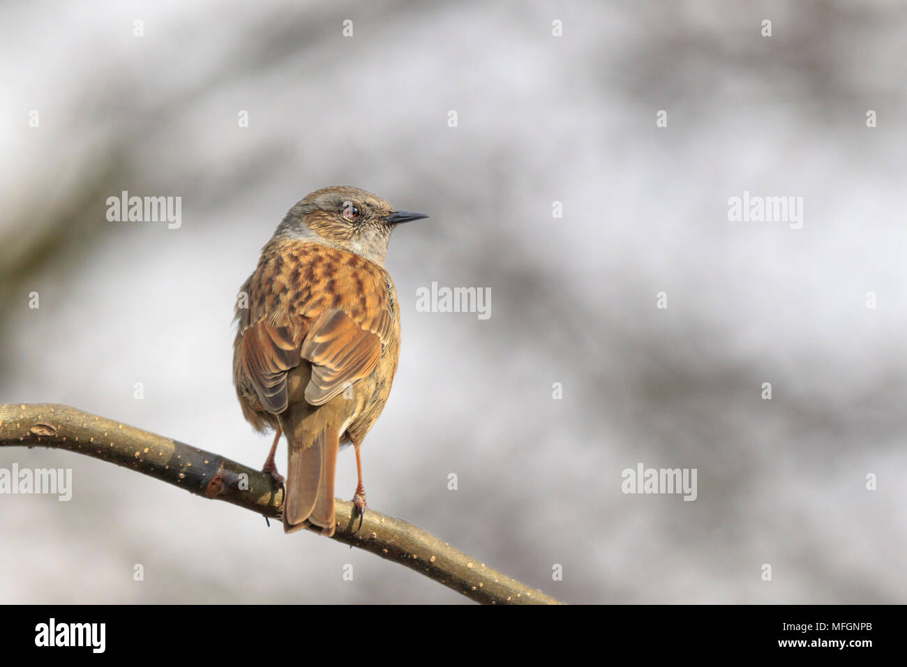 Close-up di un Dunnock, Prunella modularis, uccello in una visualizzazione ad albero e cantare un early morning canzone durante la primavera per attirare una femmina. Foto Stock