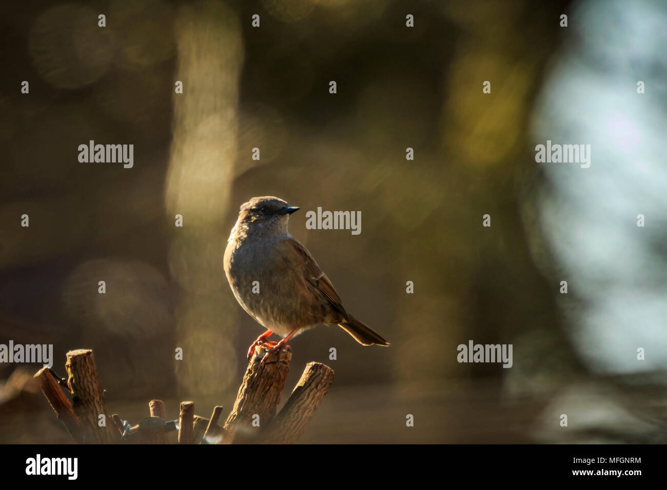 Close-up di un Dunnock, Prunella modularis, uccello in una visualizzazione ad albero e cantare un early morning canzone durante la primavera per attirare una femmina. Foto Stock