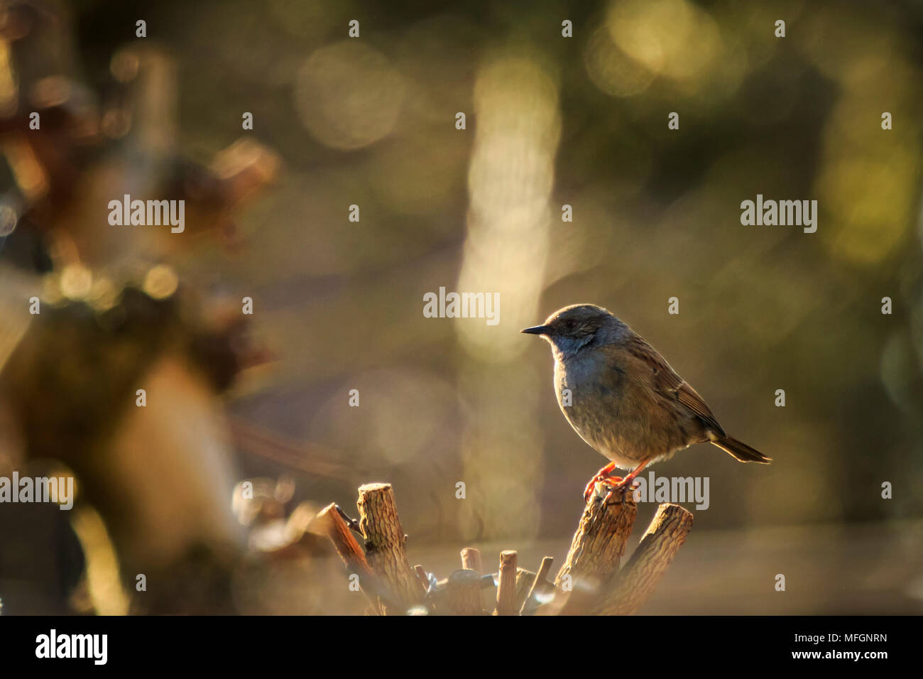 Close-up di un Dunnock, Prunella modularis, uccello in una visualizzazione ad albero e cantare un early morning canzone durante la primavera per attirare una femmina. Foto Stock