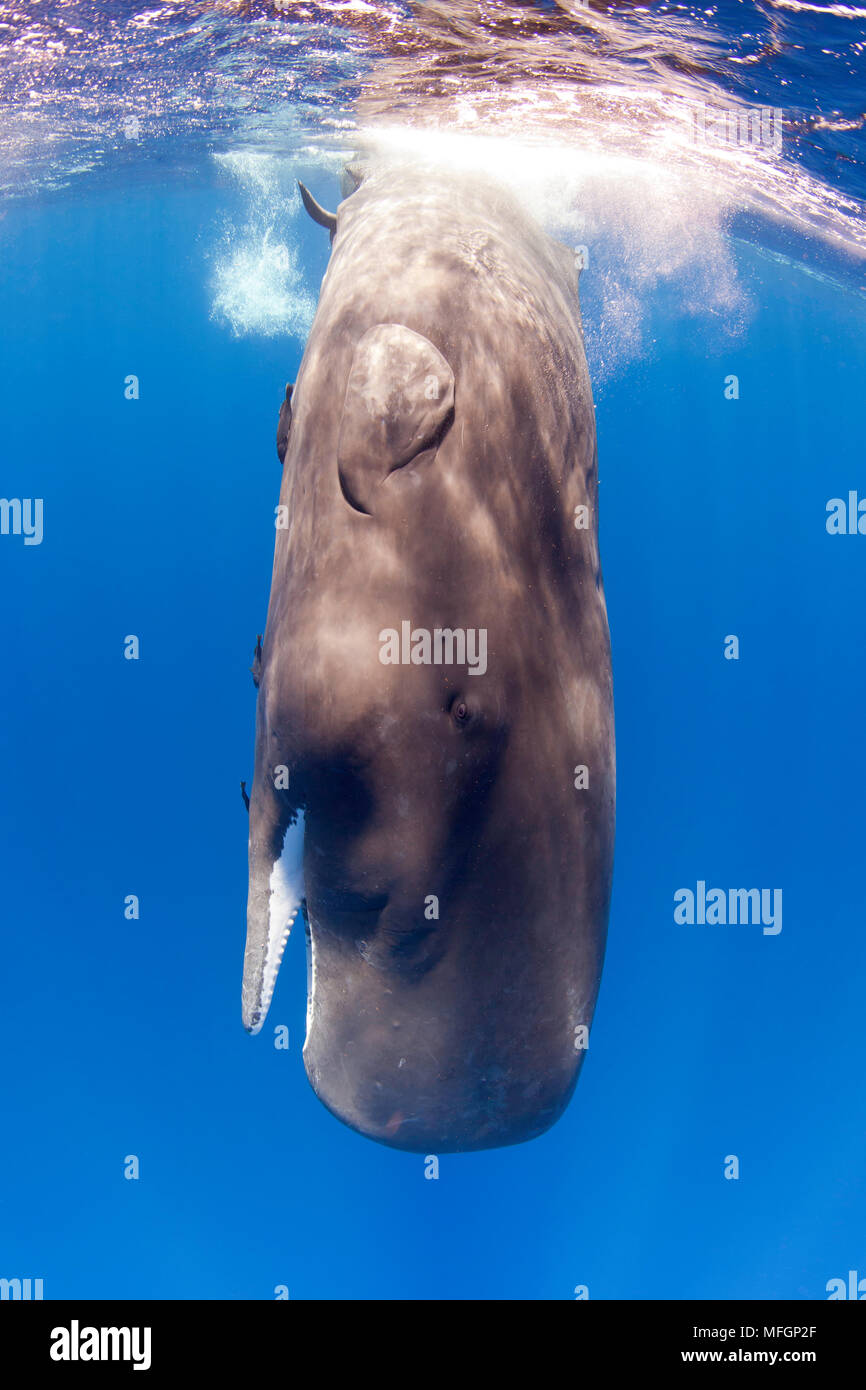 Giovani capodoglio, Physeter macrocephalus, con pene eretto, vulnerabile (IUCN), Dominica, Mar dei Caraibi e Oceano Atlantico. Foto scattata con il relativo permesso. Foto Stock