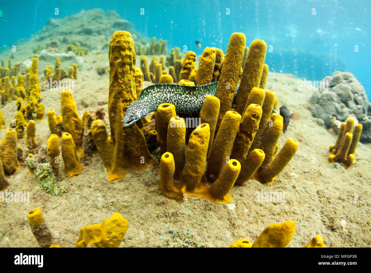 Spotted moray eel, Gymnothorax moringa interno tubo giallo spugne, Aplysina fistularis, Dominica, Mar dei Caraibi e Oceano Atlantico. Foto Stock