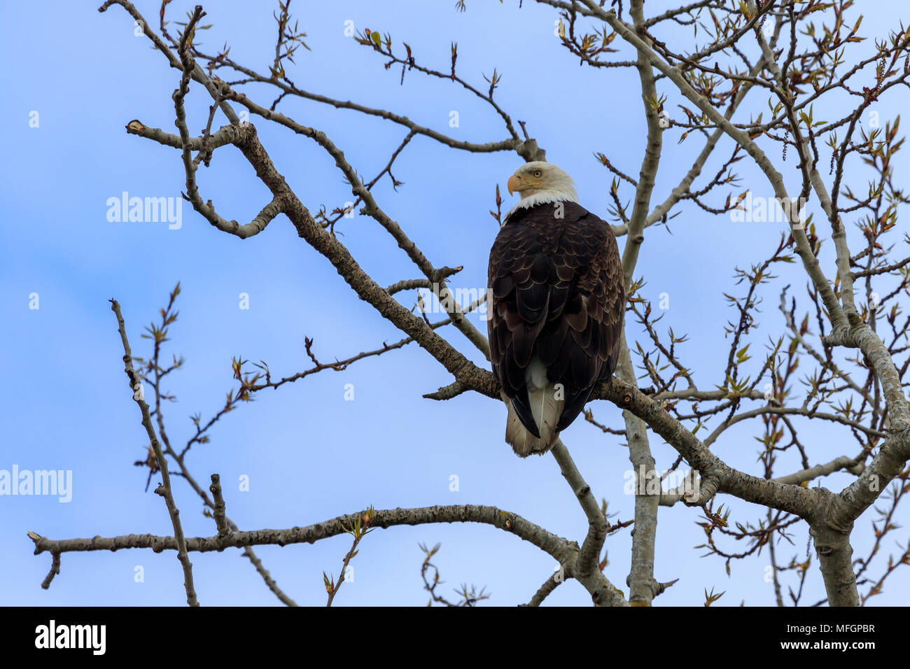 Aquila calva appollaiato su un ramo di albero Foto Stock