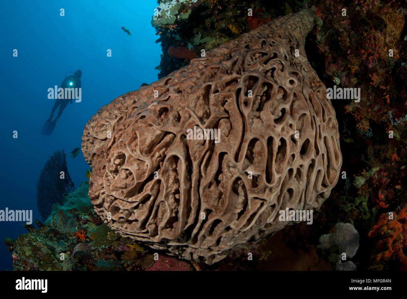 Un subacqueo guarda al Salvador Dali spugna (Petrosia lignosa) che solo grws con questo intricato superficie di vorticazione pattern in acque Gorontalo, Sula Foto Stock
