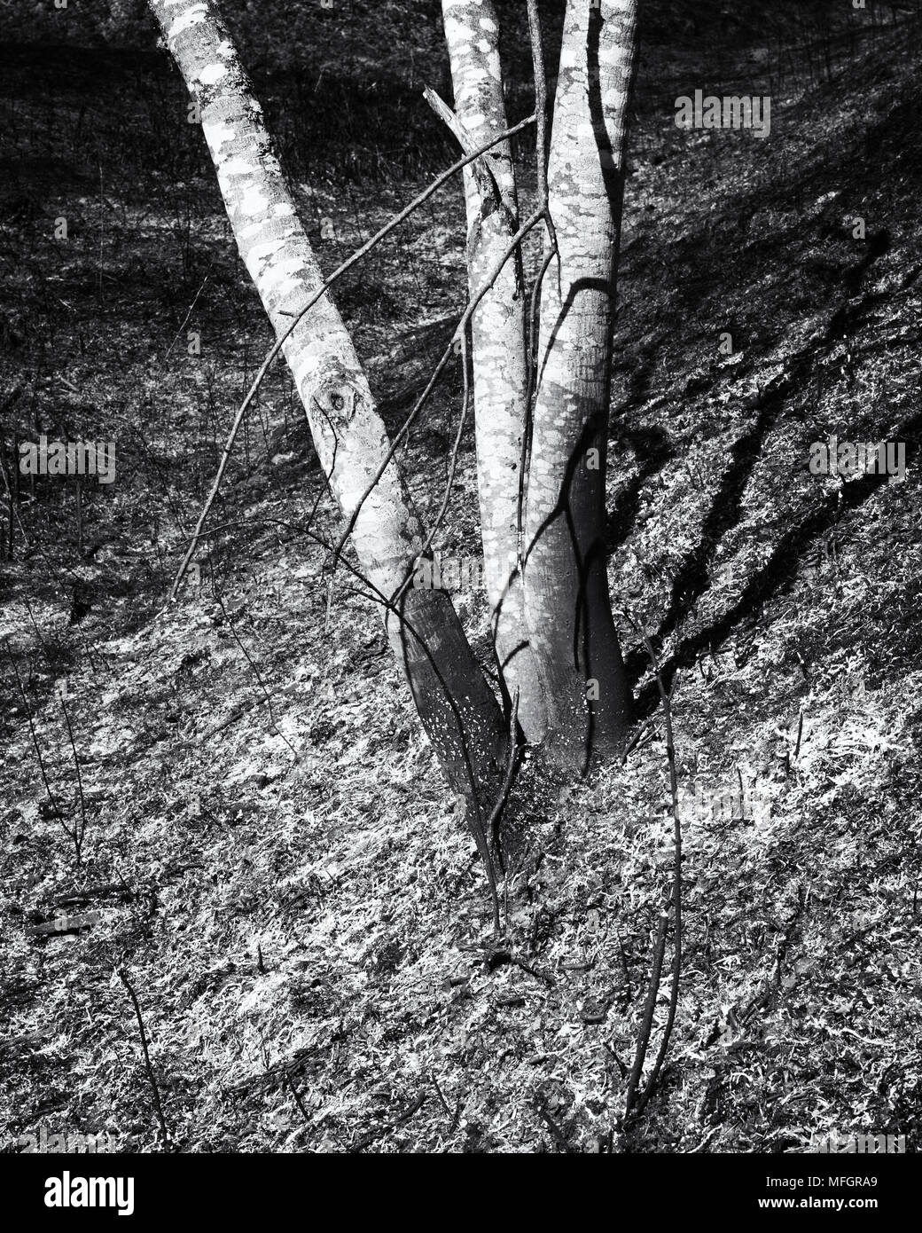 Vista in dettaglio della terra bruciata e giovani tronchi d'albero. Immagine in bianco e nero. Foto Stock