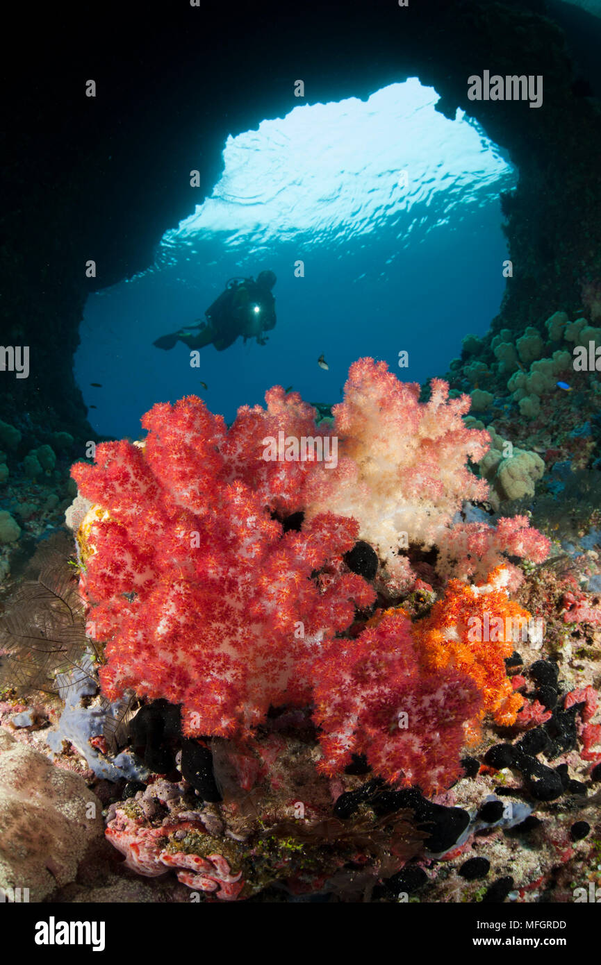 Un subacqueo si avvicina coralli molli (Dendronepthya sp.) attraverso "Boo Windows' Southern Raja Ampat, Papua occidentale, in Indonesia Foto Stock