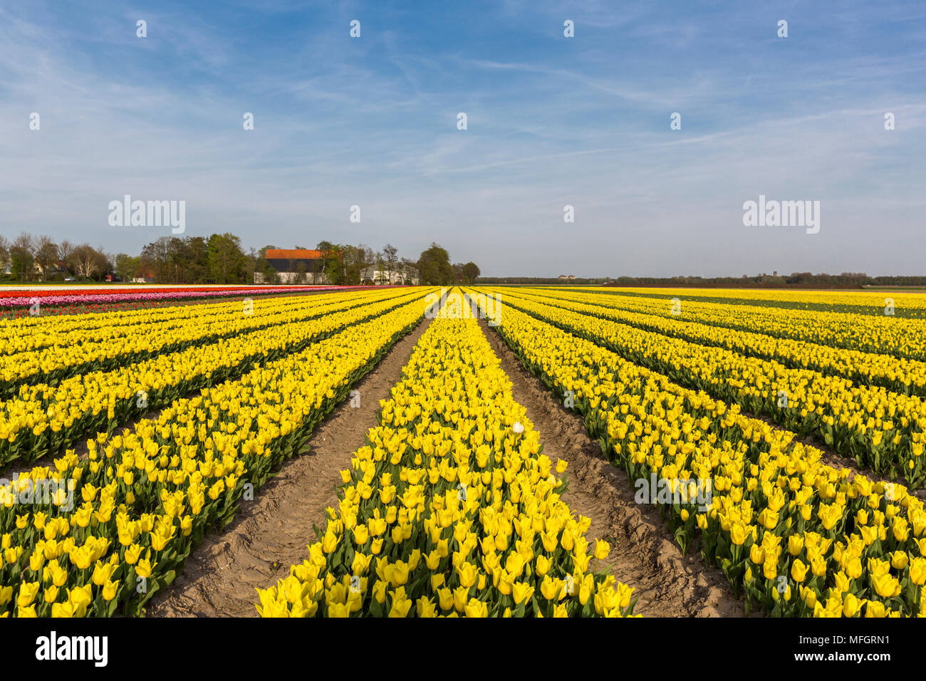 Tulipano giallo campo nel comune Noordoostpolder, Flevoland Foto Stock