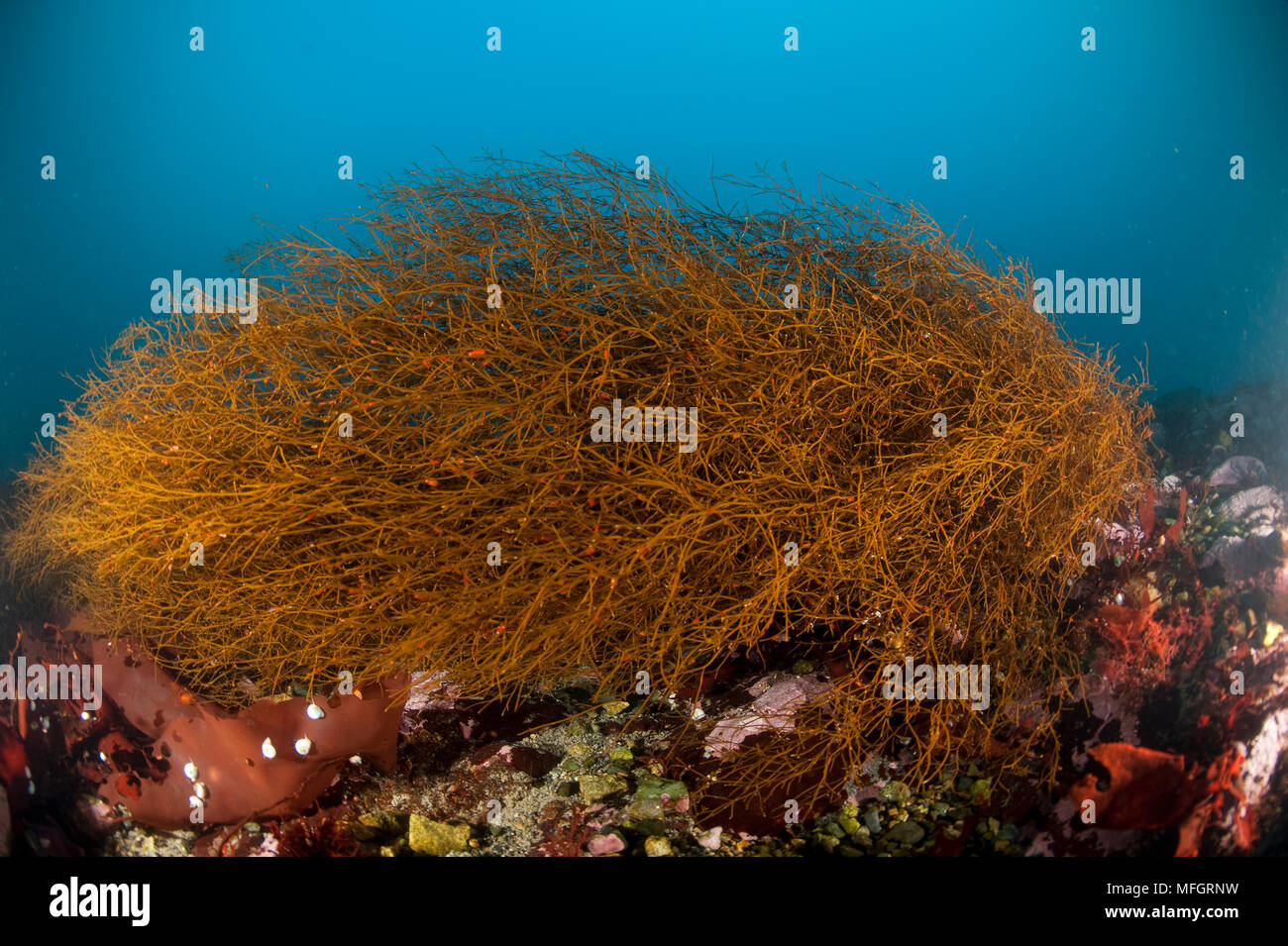 Kelp su de Cuverville Island, penisola Antartica Foto Stock