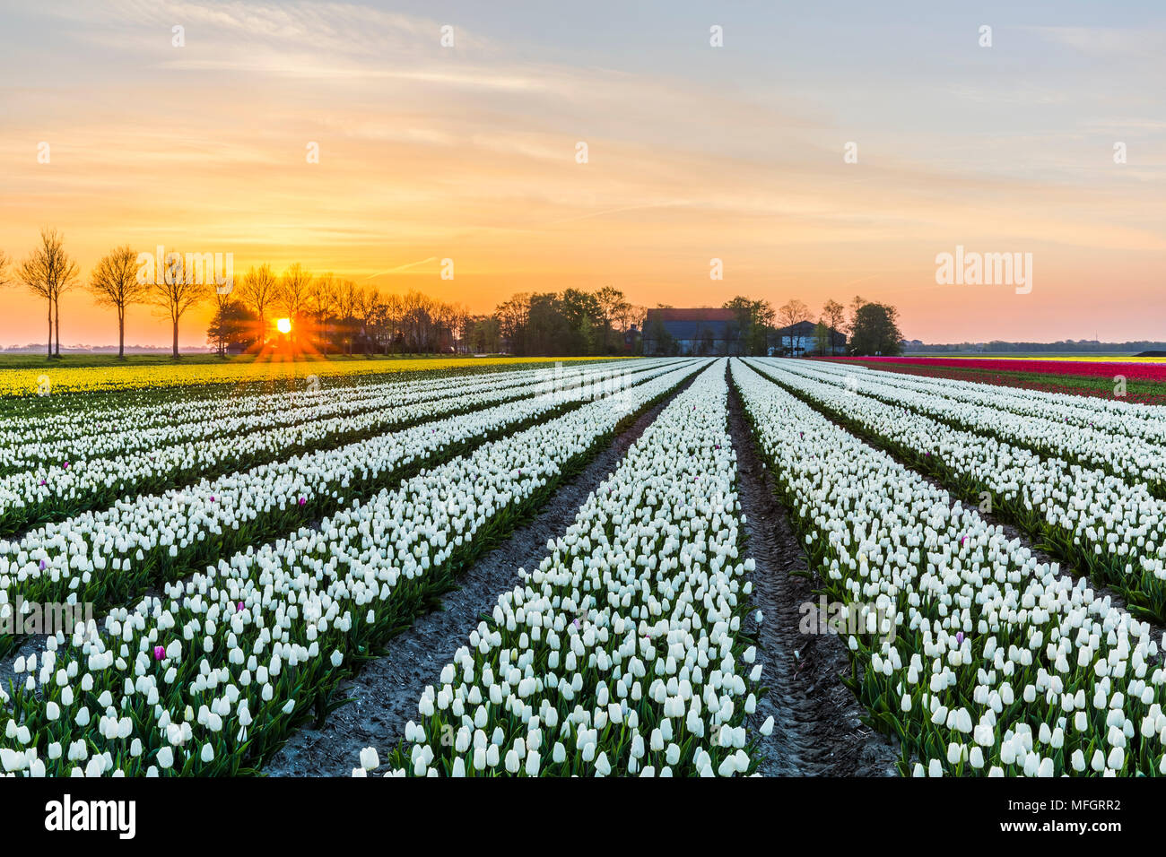 Sunrise oltre il white tulip campo nel comune Noordoostpolder, Flevoland Foto Stock
