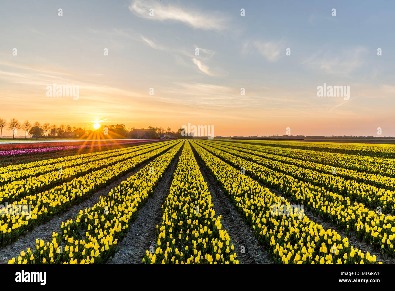 Sunrise oltre il tulipano giallo campo nel comune Noordoostpolder, Flevoland Foto Stock