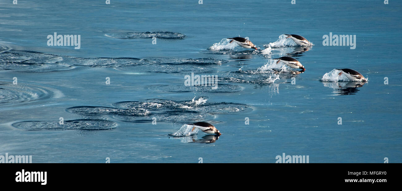 Pinguino Gentoo (Pygoscelis papua), saltare durante il nuoto, Gourdin Isola, Antartide Foto Stock