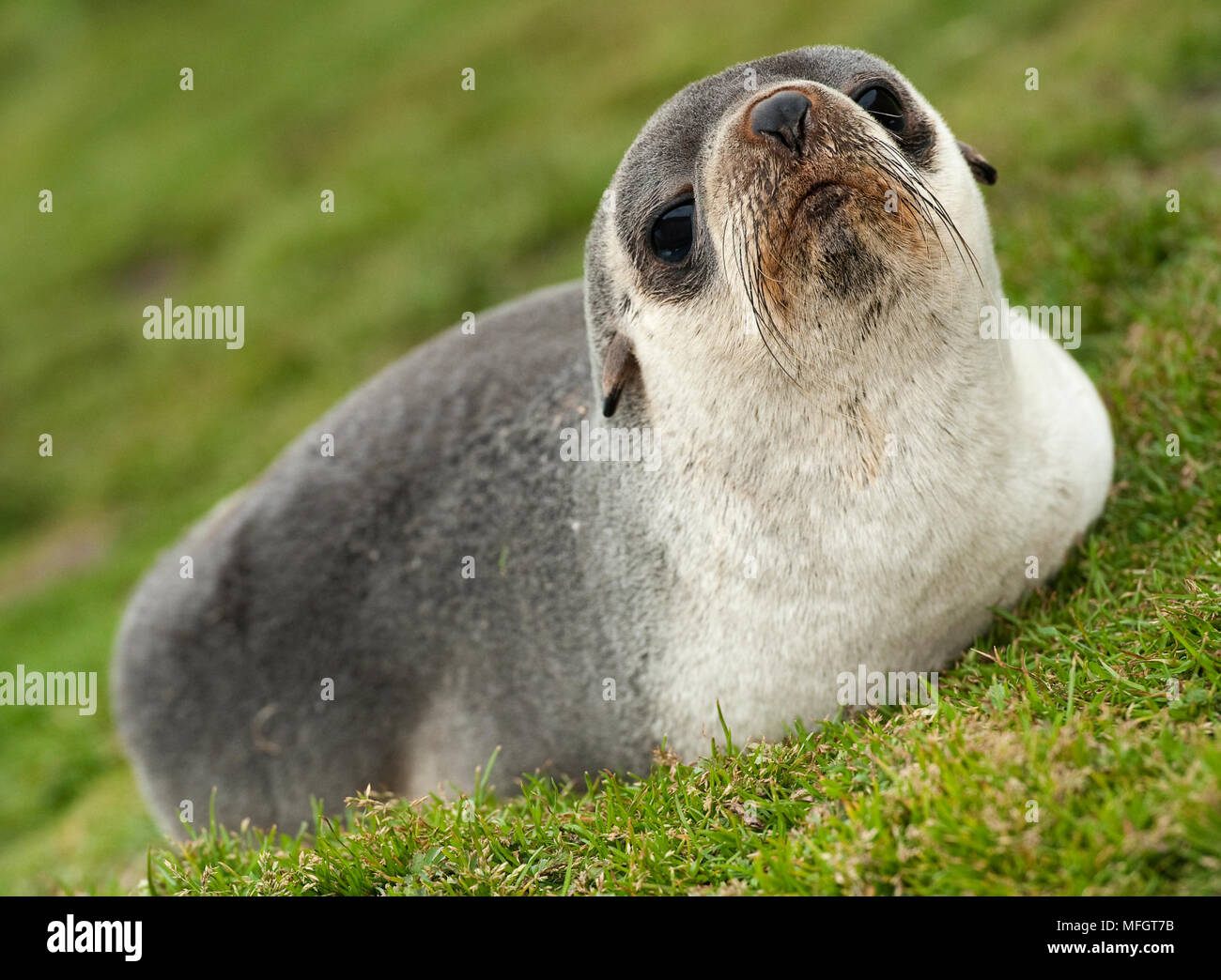 Antartico pelliccia sigillo (Arctocephalus gazella), appoggiato in erba, vicino a Grytviken, Georgia del Sud Foto Stock