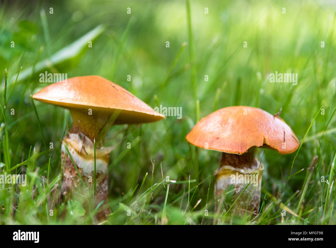 Due i funghi commestibili suillus in erba close up Foto Stock