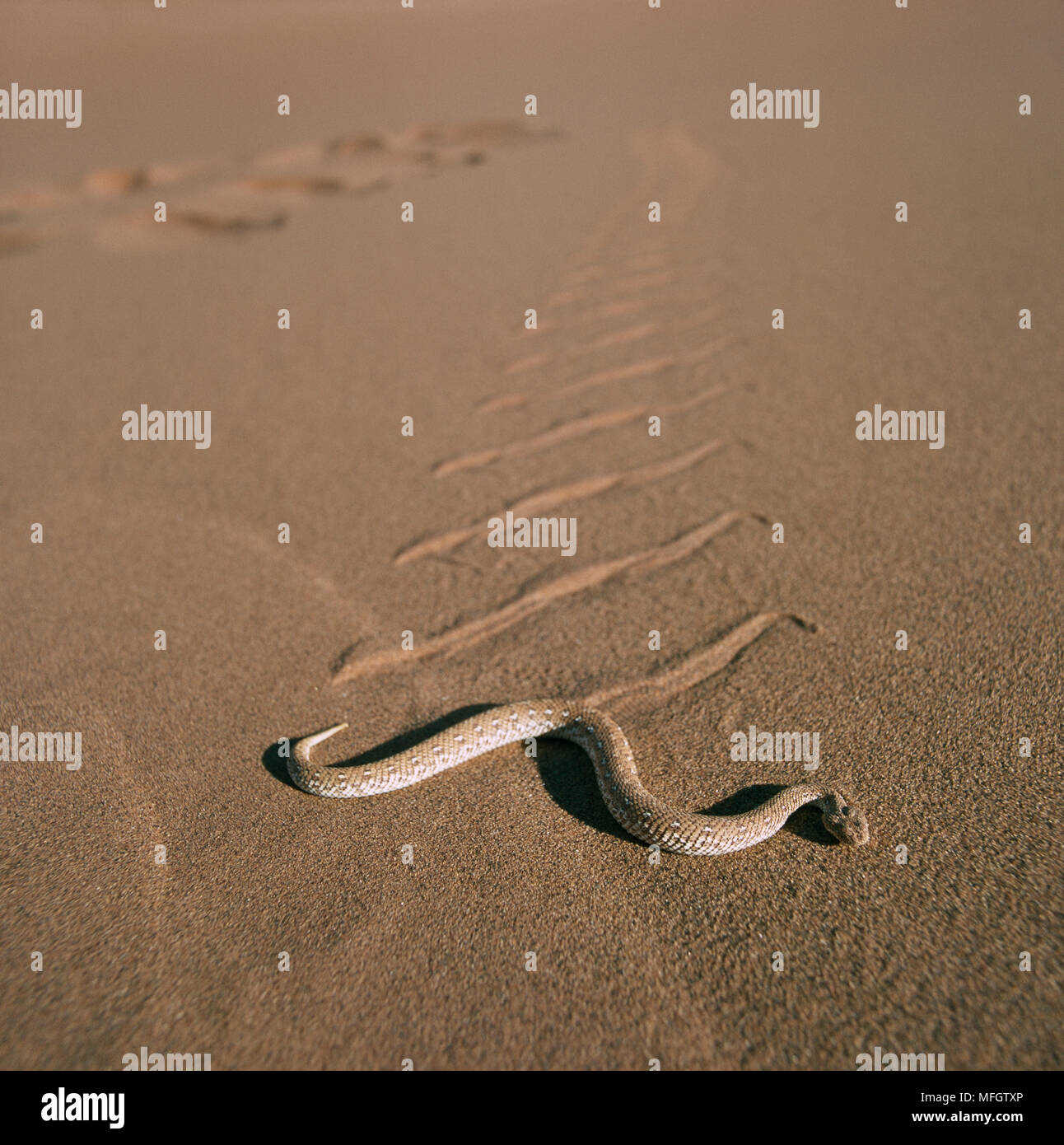 PERINGUEY di vipera Bitis peringueyi sidewinding sulla sabbia calda, Namibia Foto Stock