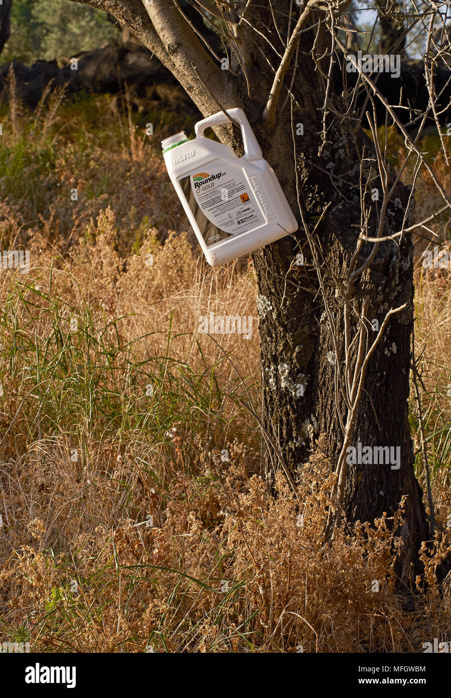 "Roundup' erbicida viene utilizzato extensivley negli oliveti e altrove in Corfù la produzione di grandi aree di vegetaion morto e la mancanza di vita di insetto Foto Stock