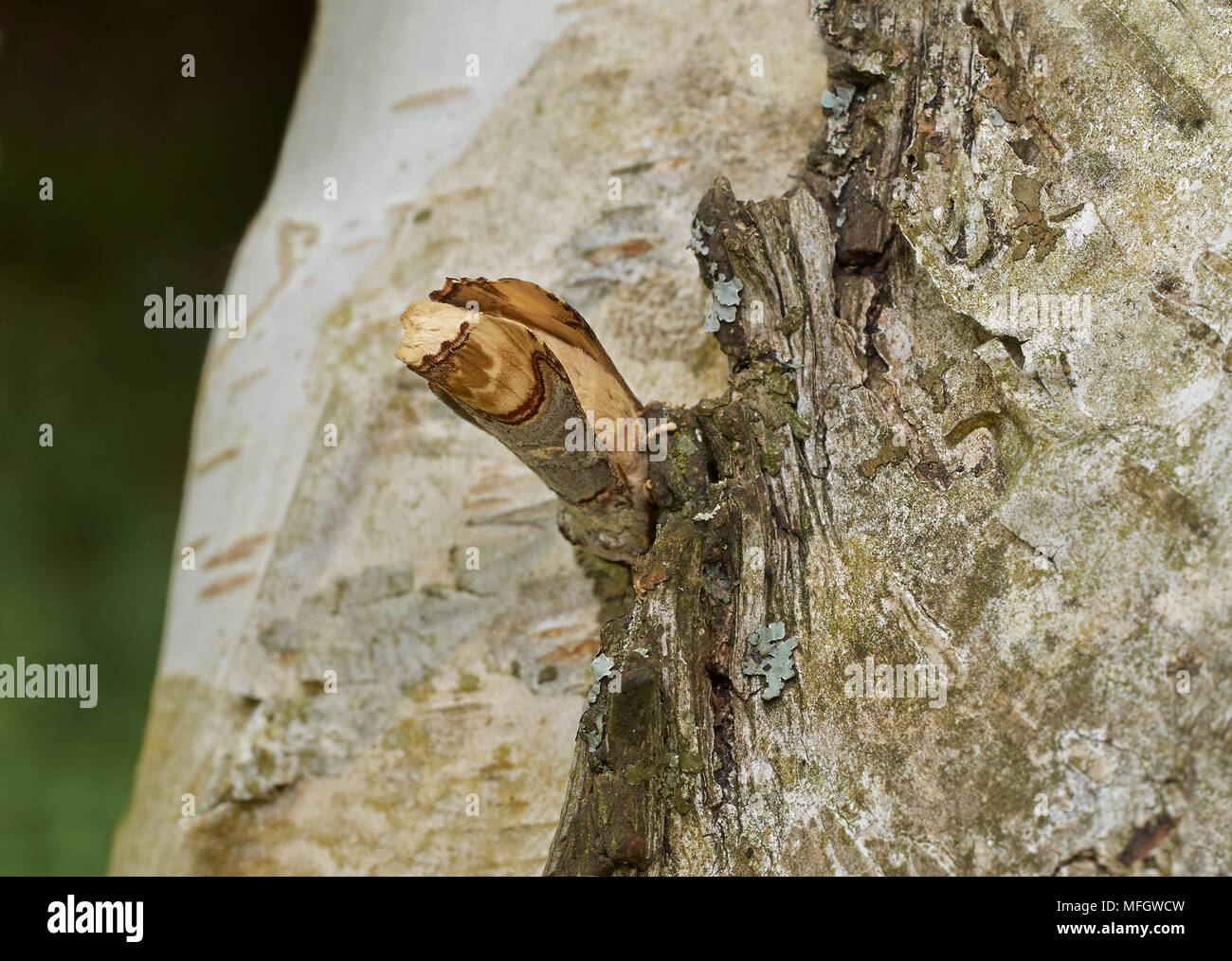 BUFF-punta (Phalera bucephala) mimetizzata sul tronco di betulla Foto Stock