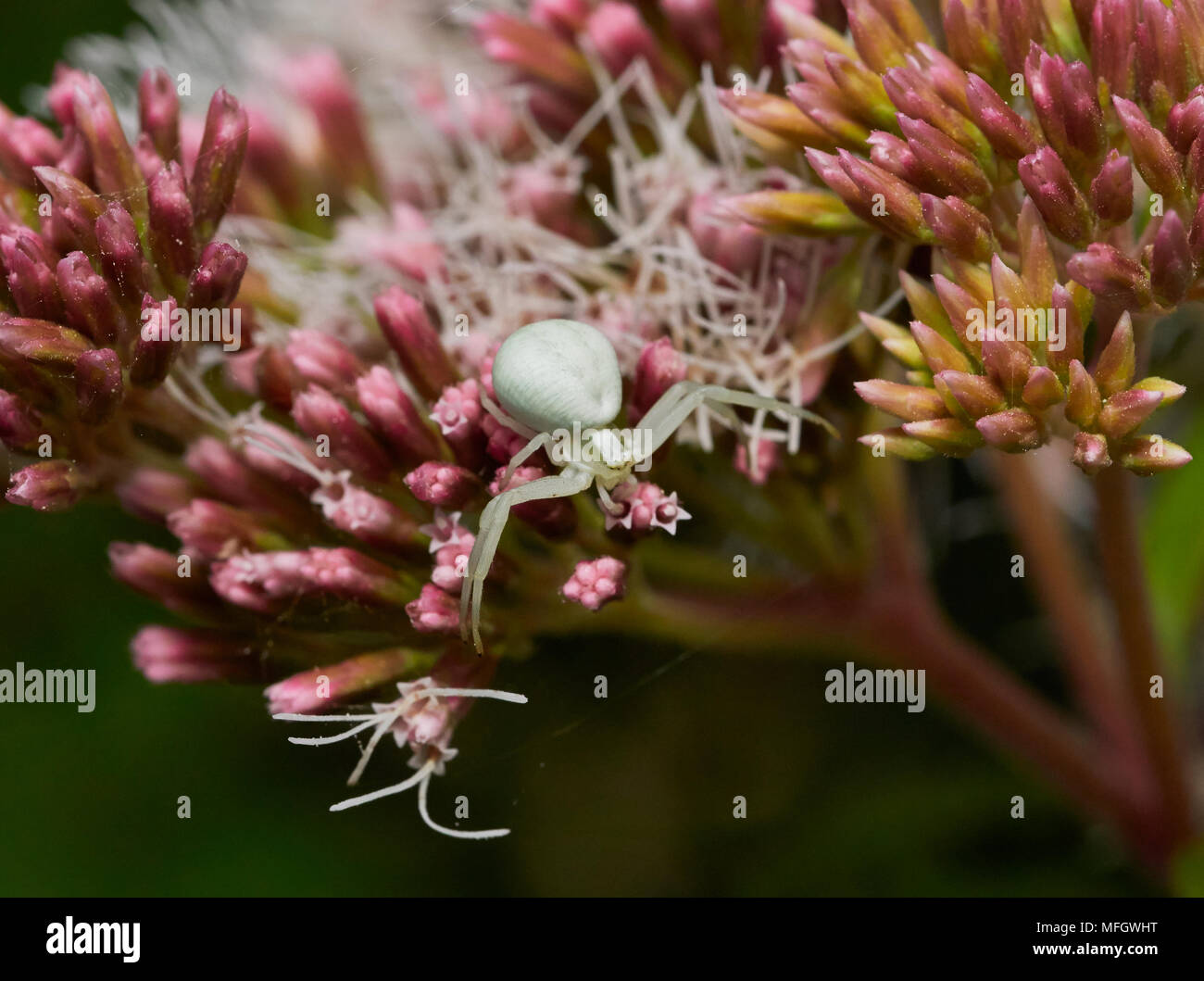 Verde ragno granchio (Misumena vatia) in attesa in agguato sulla canapa agrimonia, Sussex, Regno Unito Foto Stock