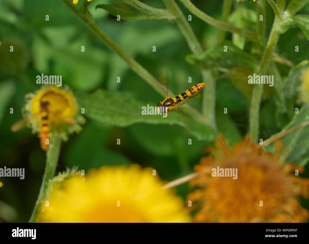 HOVERFLY (Sphaerophoria scripta) passando sopra Fleabane Sussex, Inghilterra Foto Stock