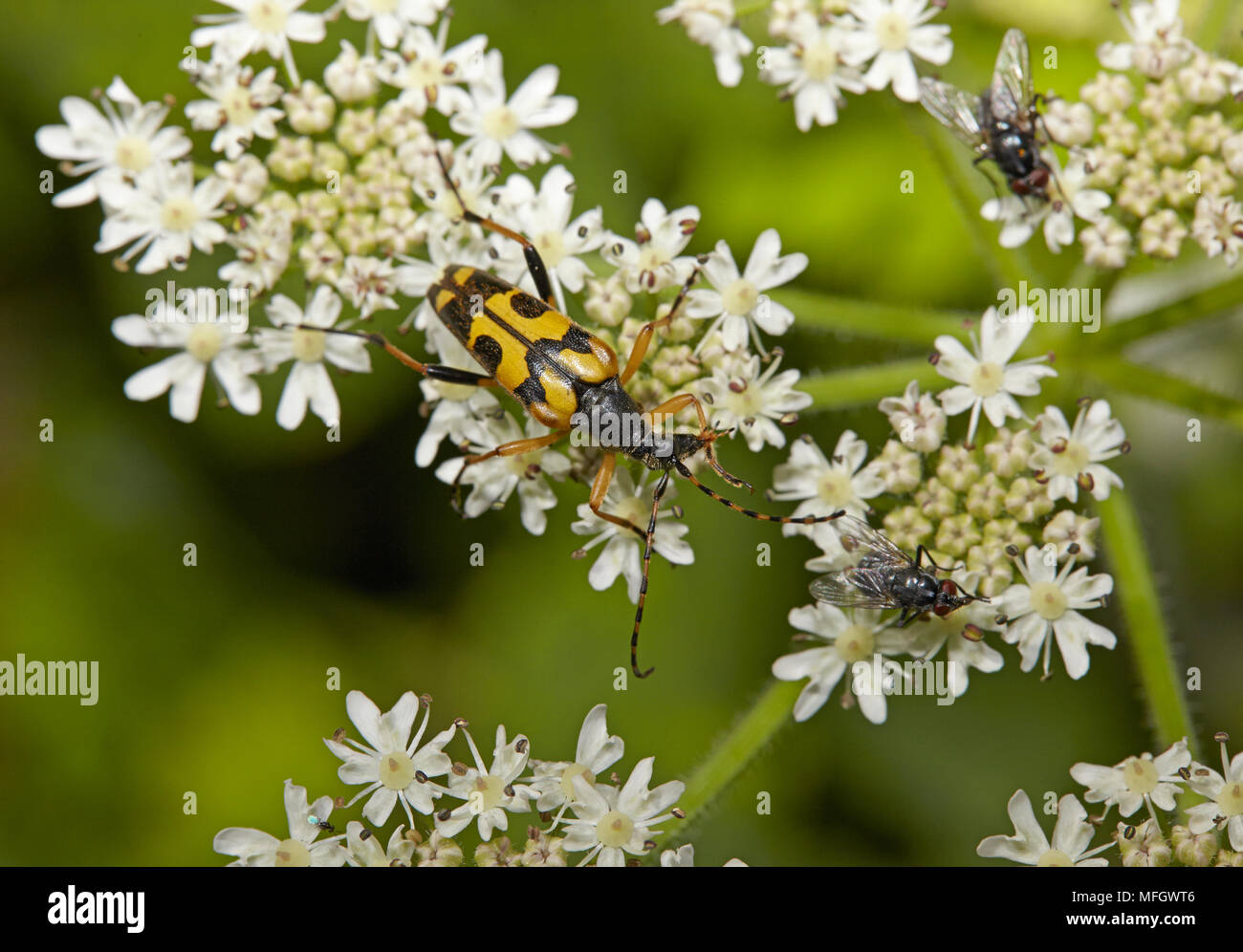LONGHORN BEETLE (Strangalia maculata) Cerambycidae. Sussex, Inghilterra Foto Stock