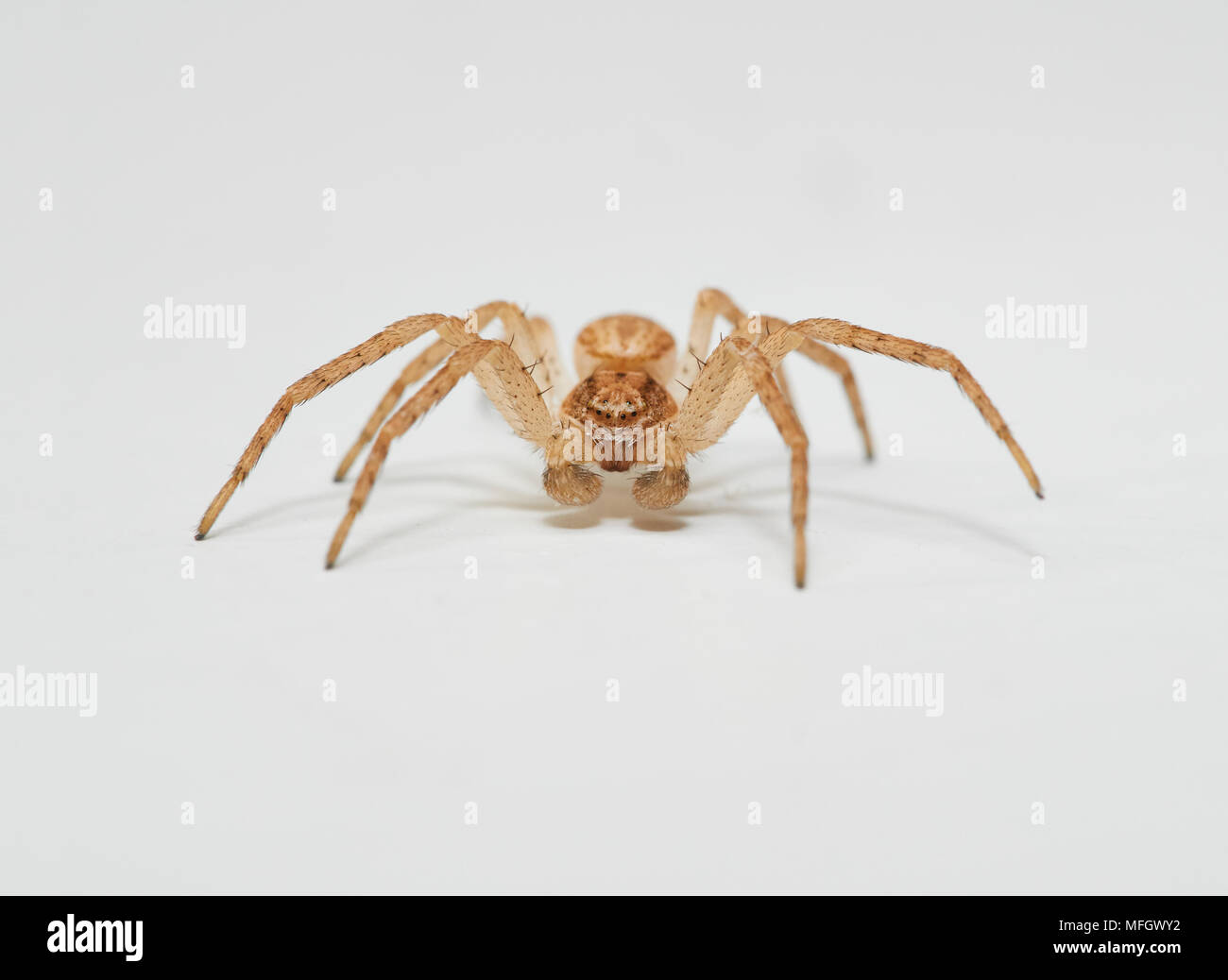 Esecuzione di ragno granchio (Philodromus dispar) maschio immaturo Sussex, Inghilterra Foto Stock