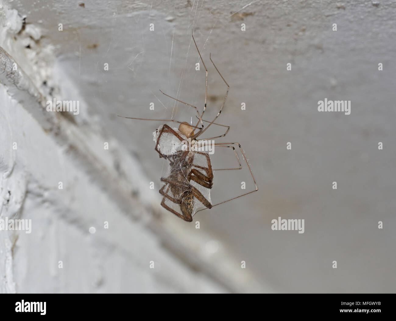 Il Daddy-lungo-gambe SPIDER (Pholcus phalangioides) con preda di una grande casa spider - uno di loro preda preferita specie Sussex, Inghilterra Foto Stock