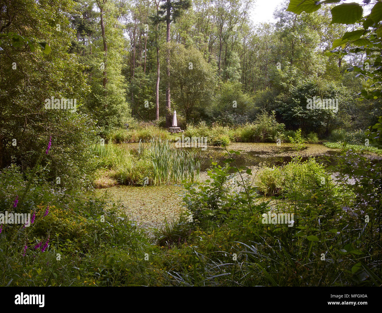Un bosco di stagno in estate, Sussex, Inghilterra Foto Stock
