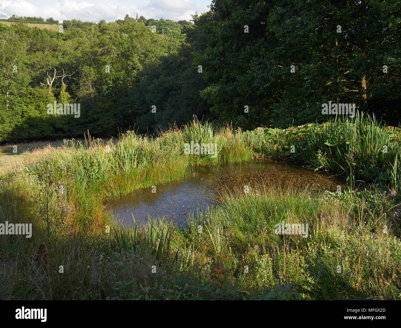 Piccolo Sussex Weald Pond - ricca di impianti e di invertebrati vita, dove quindici specie di libellula sono state recored Foto Stock