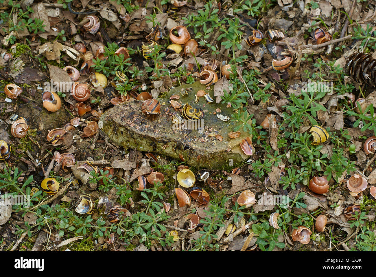 Tordo bottaccio incudine (Turdus philomelos), Sussex, Regno Unito Foto Stock