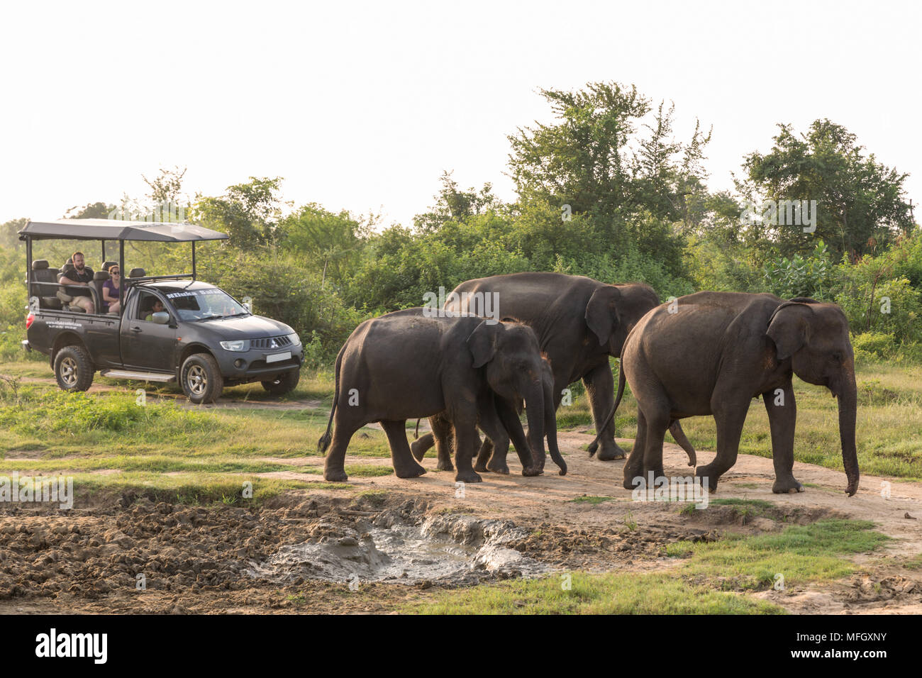 I turisti in un 4x4 la visione di un gruppo di Elefanti asiatici nel Udawalawe parco nazionale, Sri Lanka, Asia Foto Stock