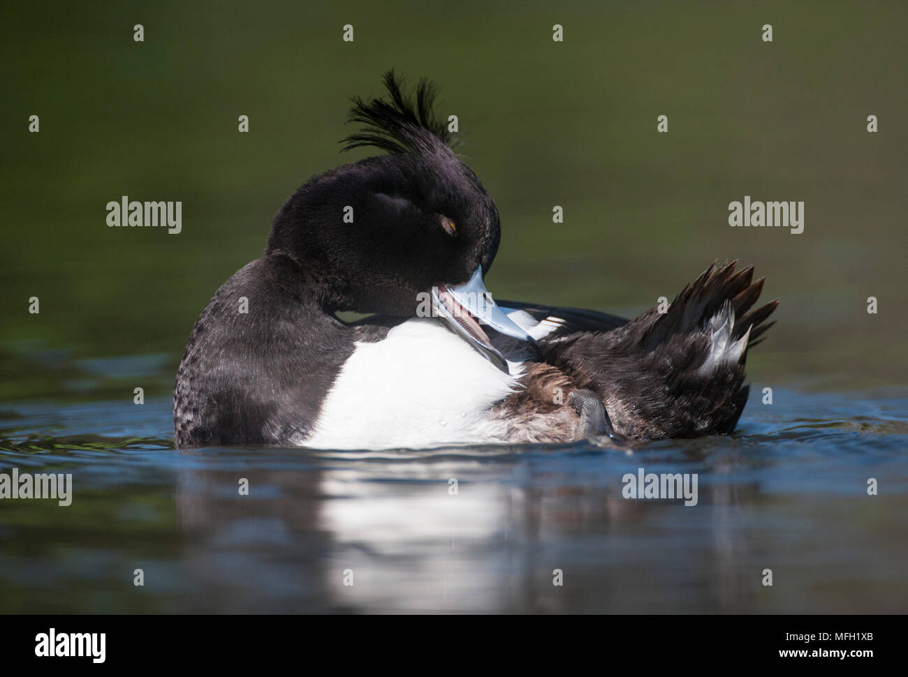 Maschio adulto Moretta,(Aythya fuligula),preening utilizzando la sua distinta al pettine attraverso le piume, Regent's Park, Londra, Regno Unito, Isole britanniche Foto Stock